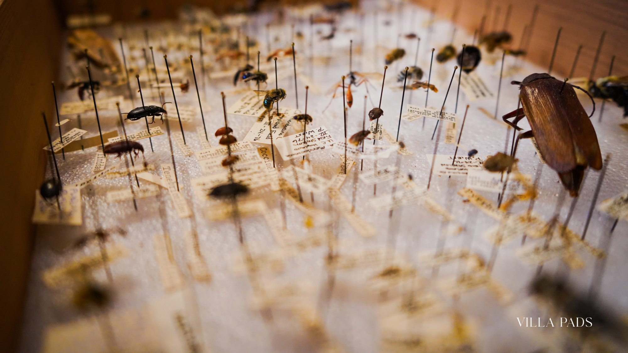 Bugs Exhibit Interactive