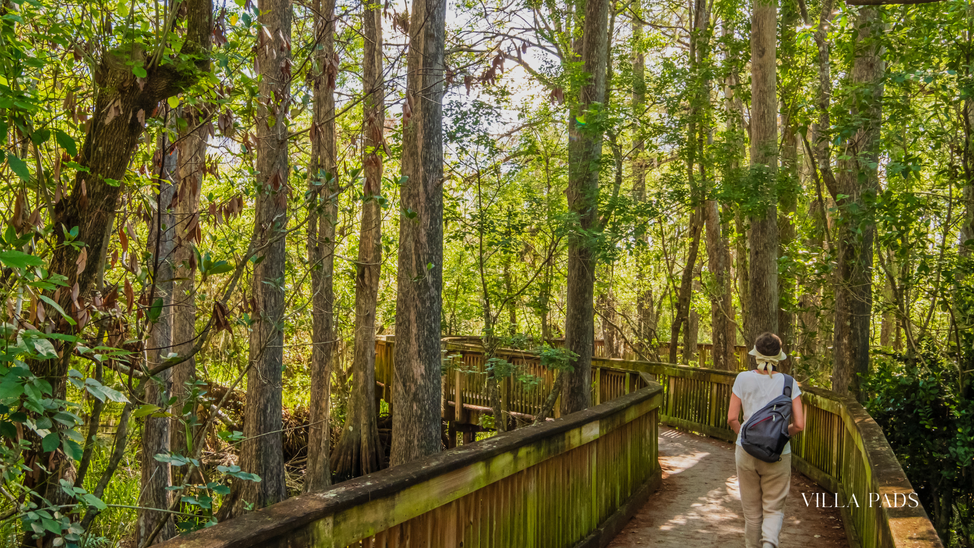 Big Cypress Hiking Trail