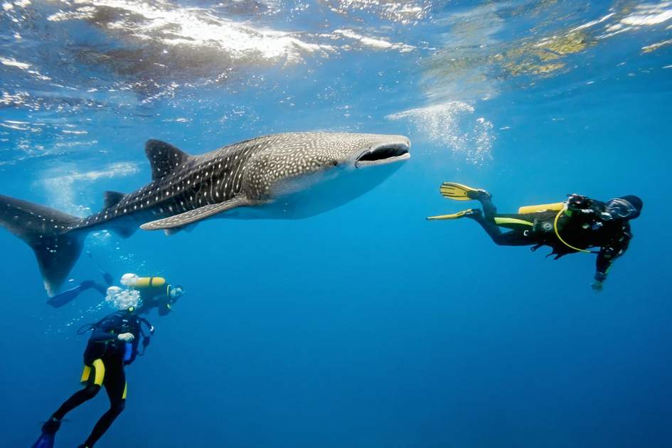 Maldives Scuba Diving