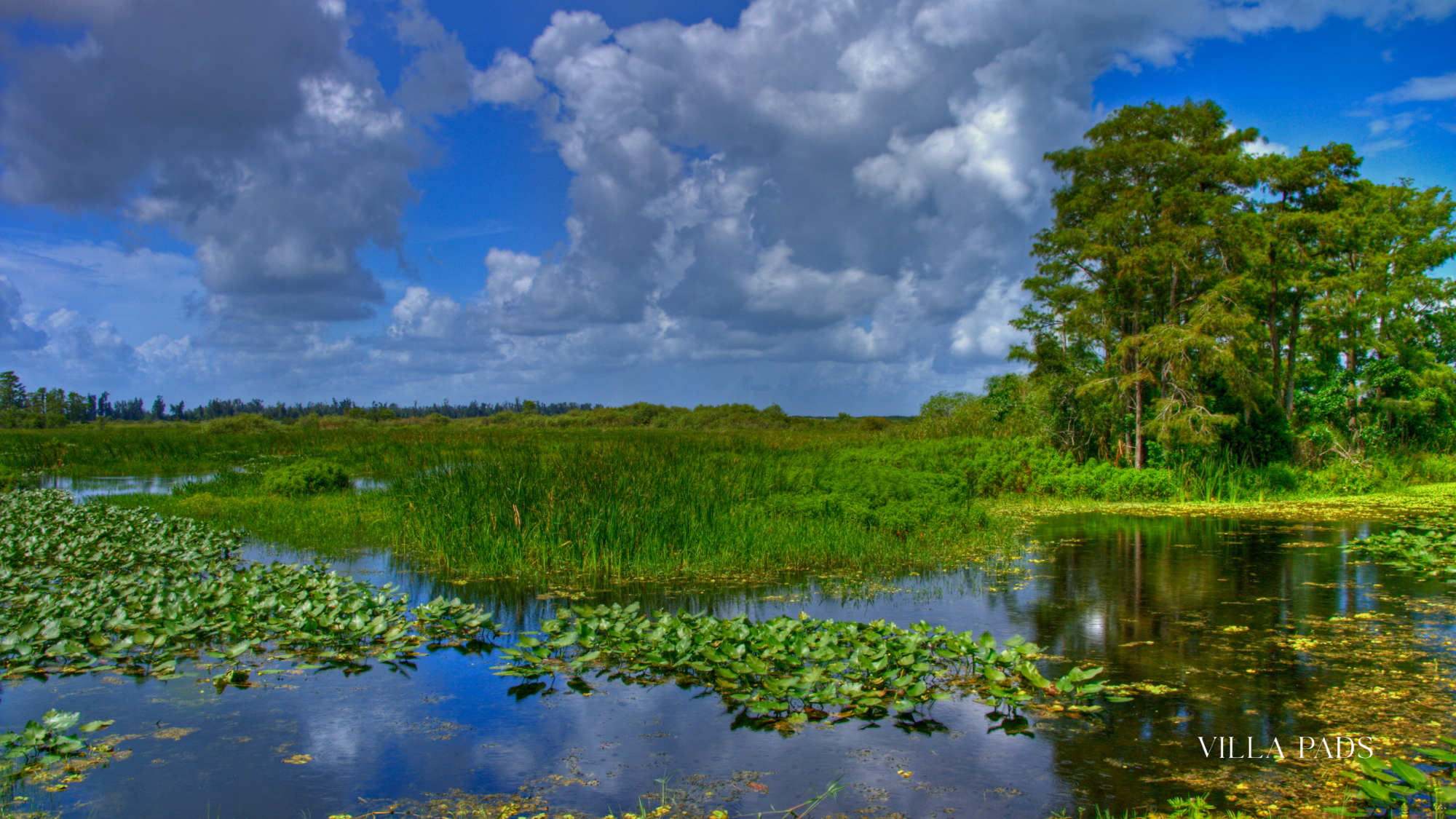 Everglades Airboat Wildlife Tour