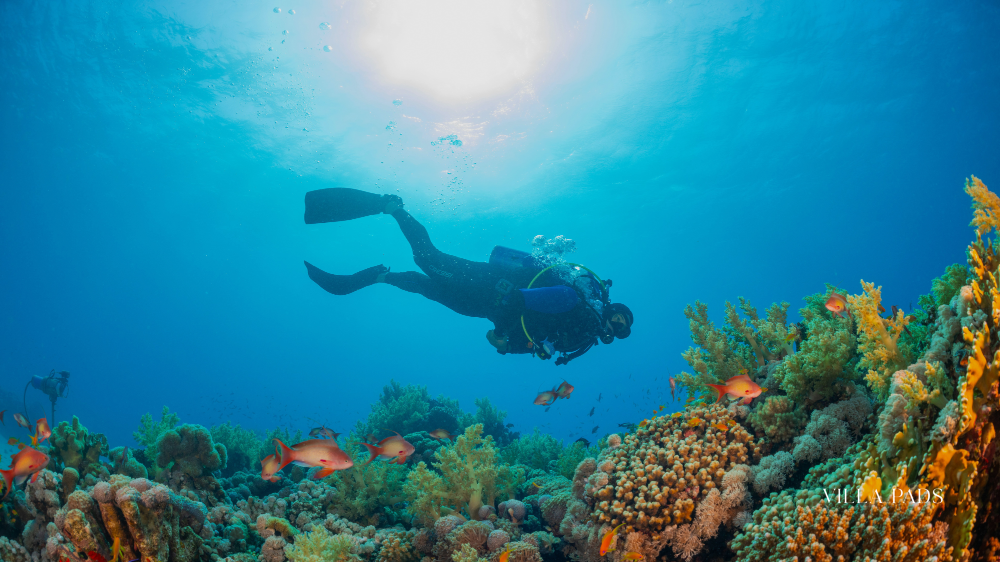 Andros Barrier Reef Scuba Diving