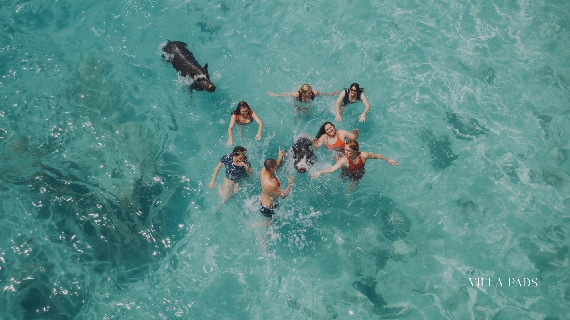 Swimming With Exuma Pigs Bahamas 2026