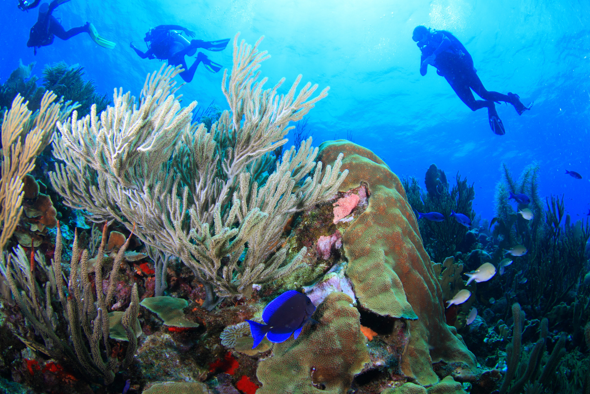 Turks Caicos Coral Reef Snorkeling