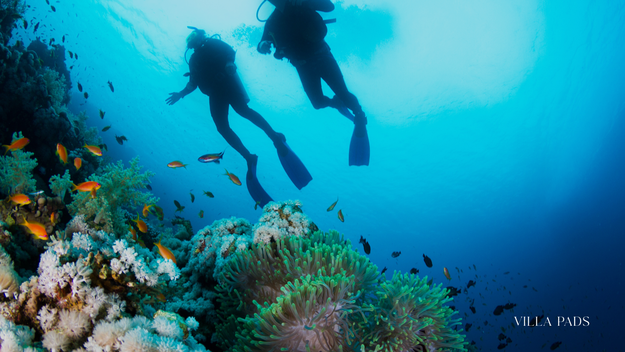 Maldives Scuba Diving