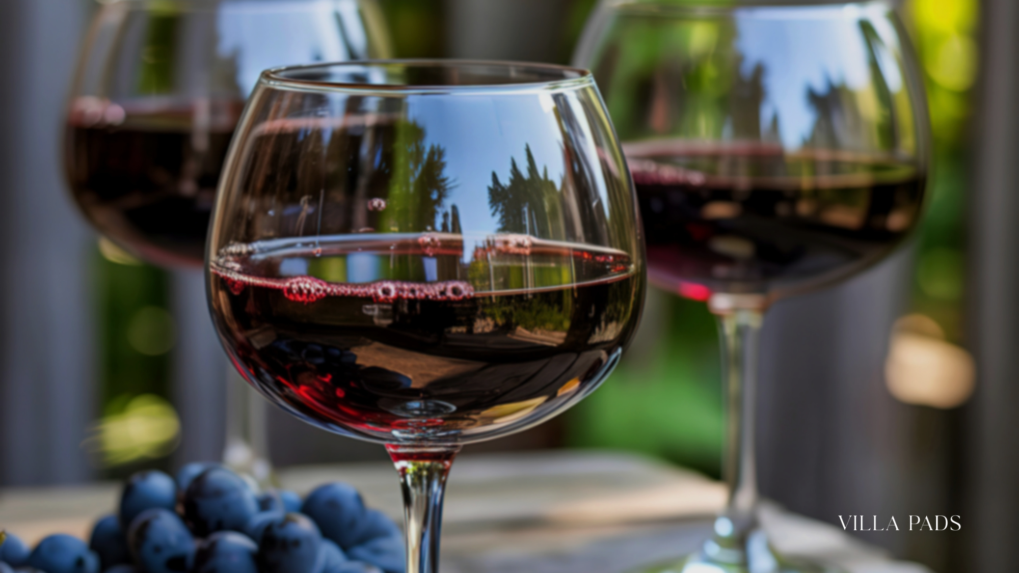 Mykonos Wine Tasting Vineyard View