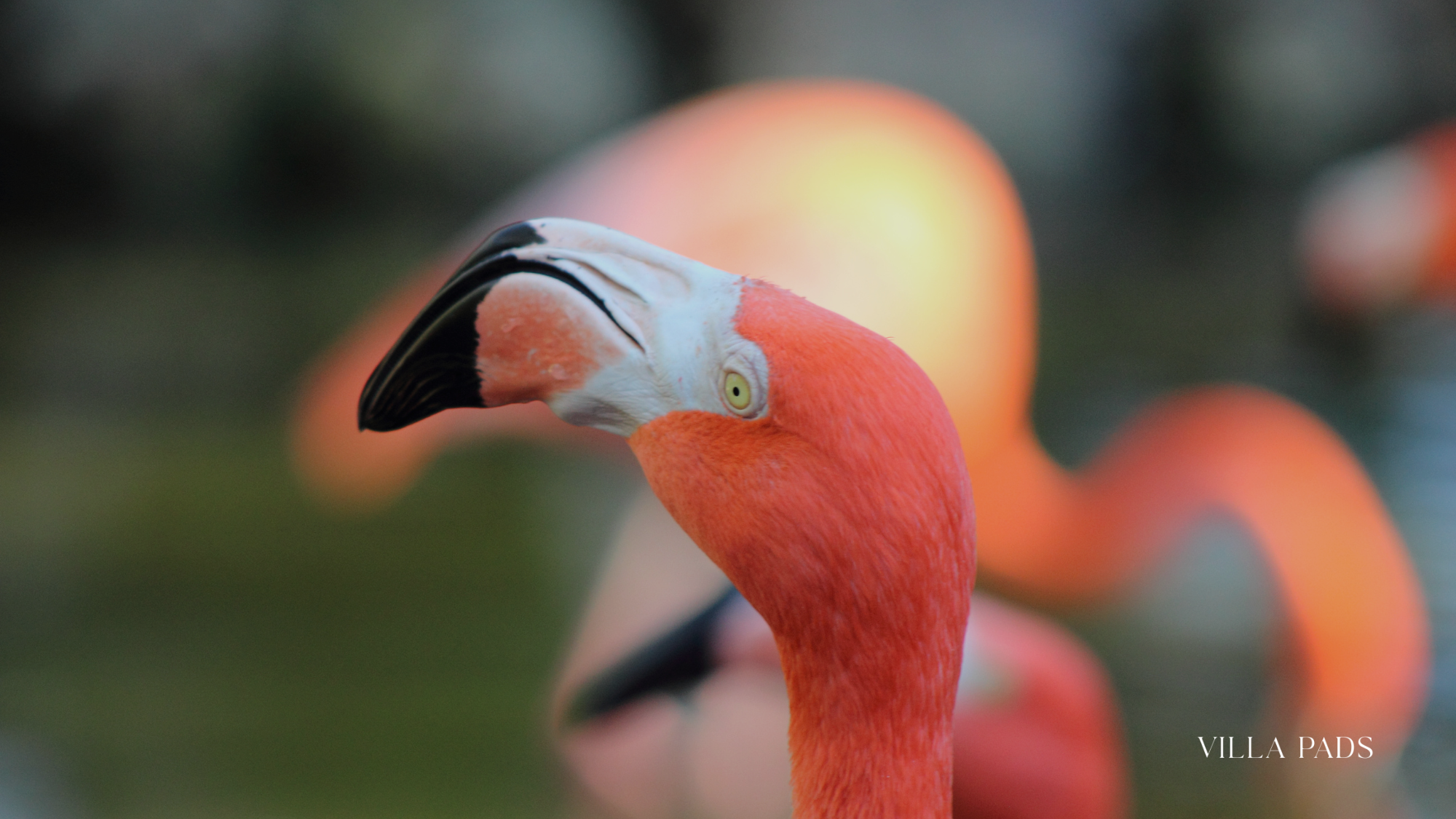 Flamingo Gardens Wildlife