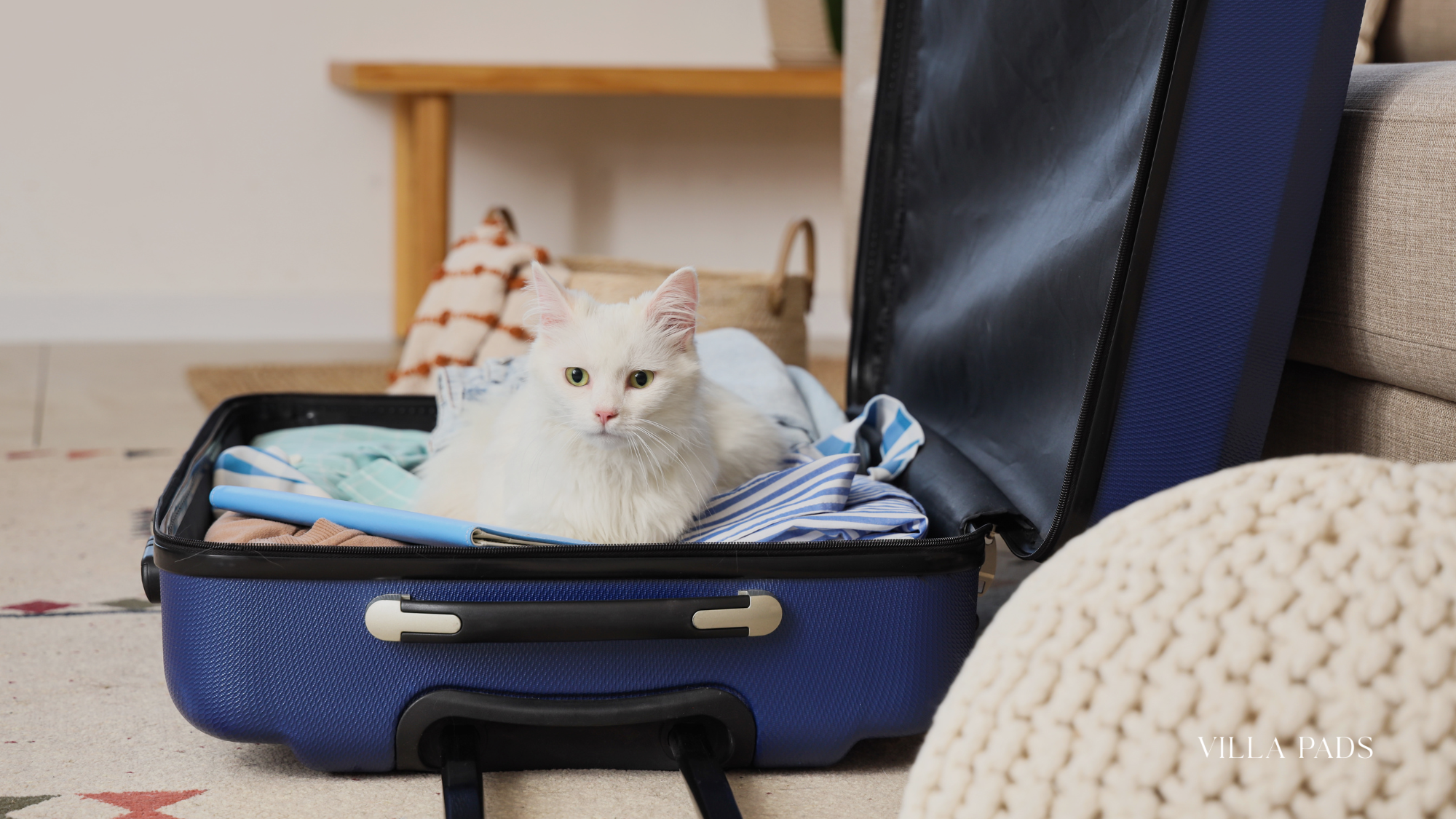 Travelling With Pets Anguilla Turks And Caicos
