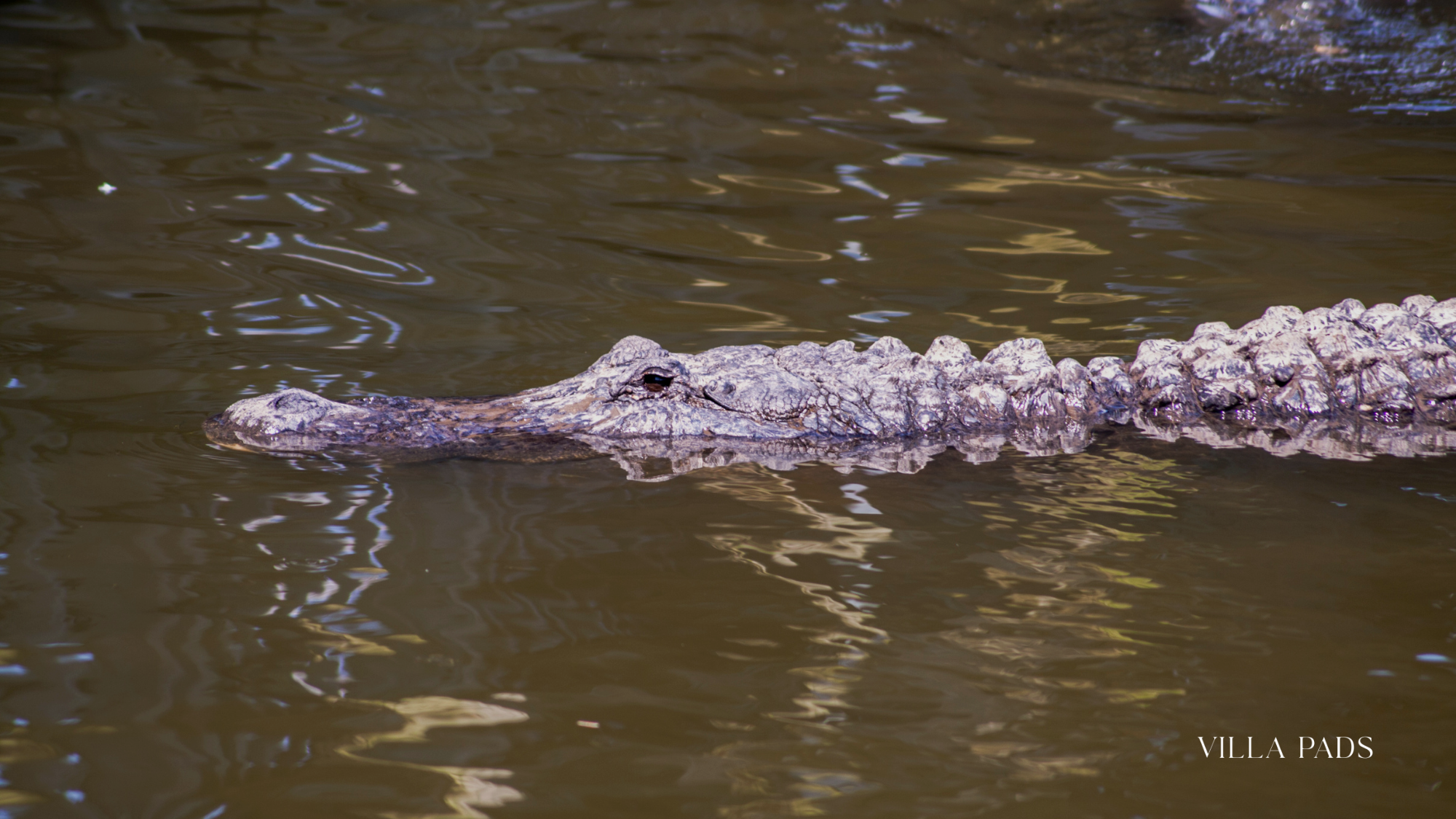 Gatorland Orlando Alligator