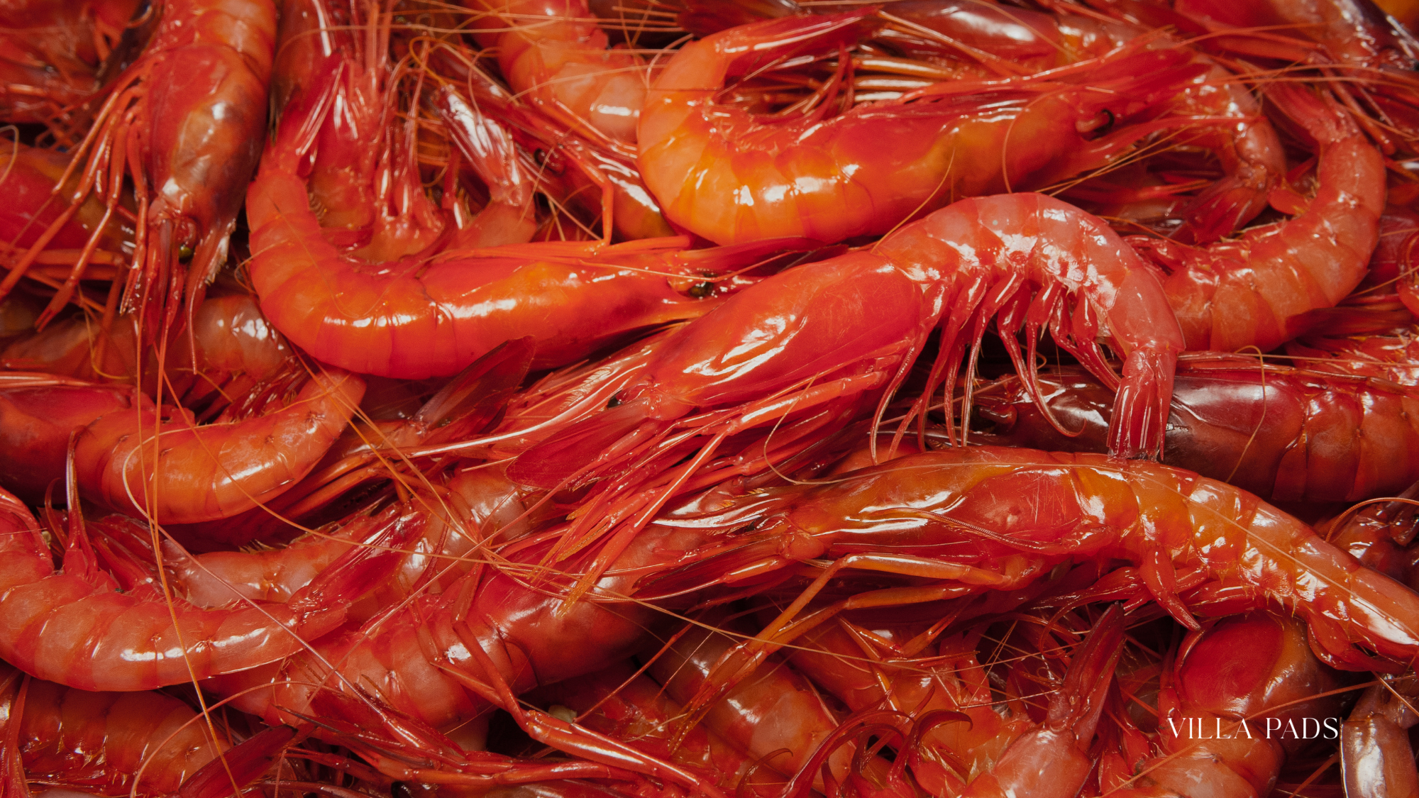 Marbella Where To Eat Occasion