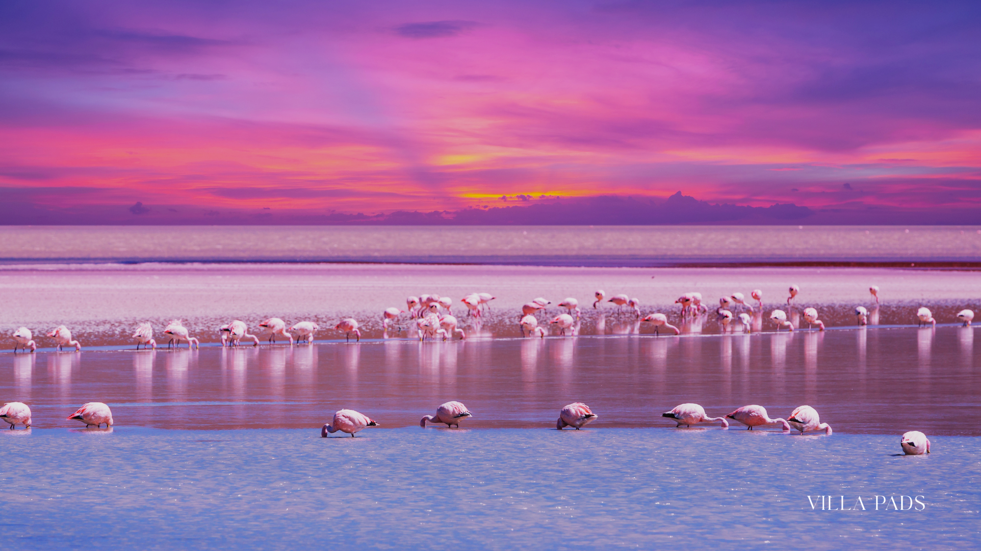 Flamingo Pond Providenciales