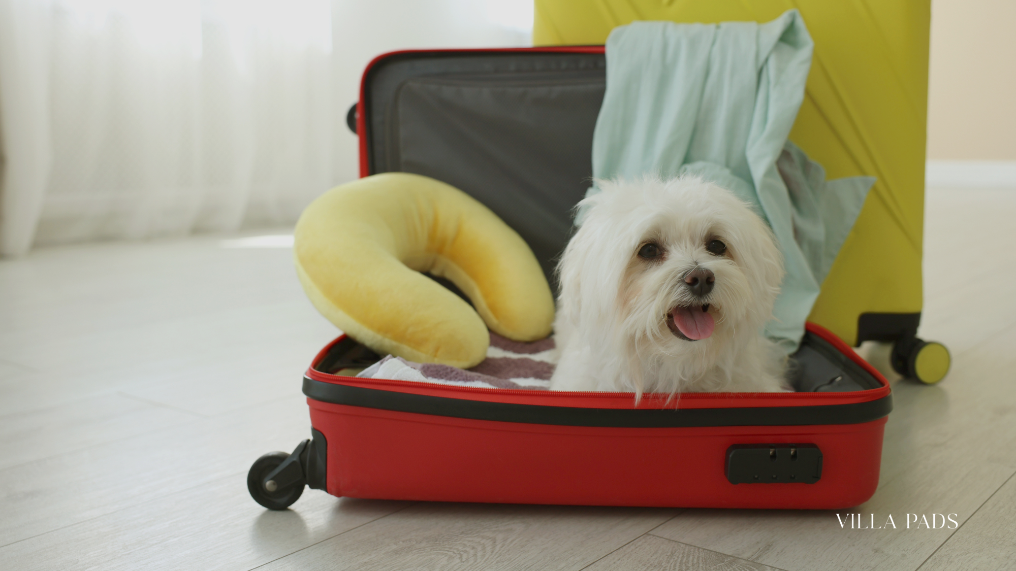 Travelling With Family Pets Special Occasions