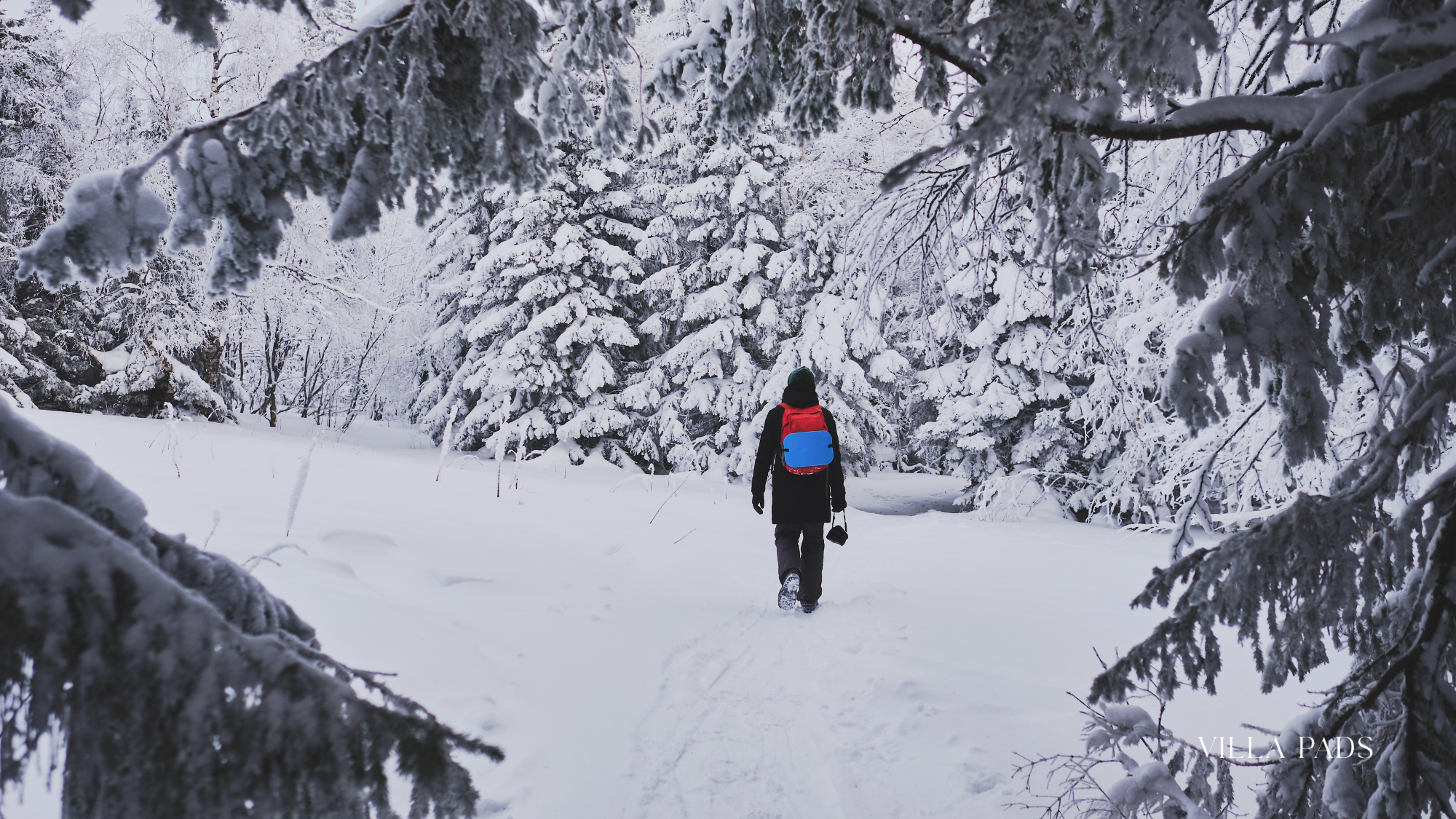 Lake Tahoe Snowshoeing Winter Forest