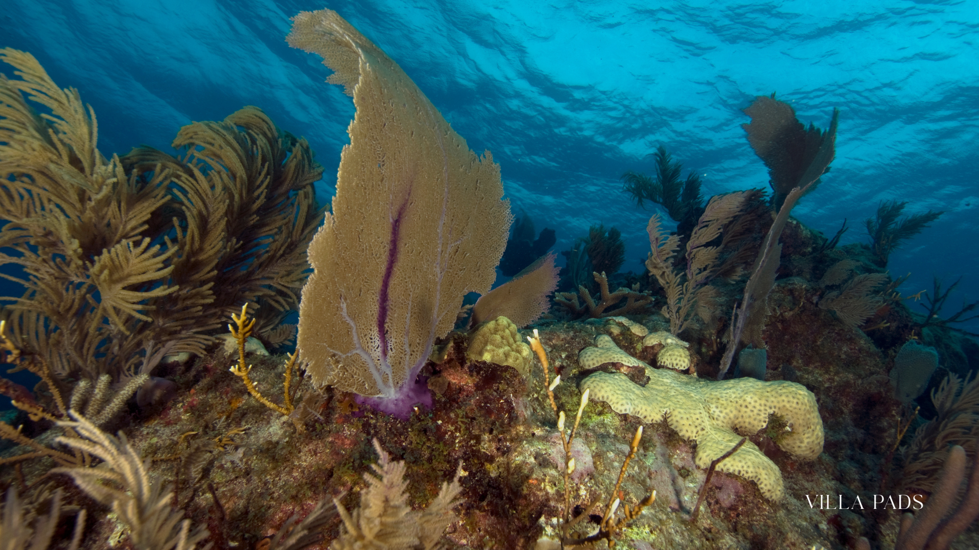 Ocean Reef Key Largo Club