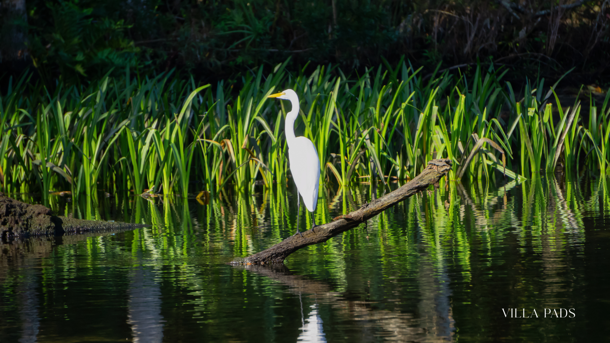 Everglades Birdwatching Spoonbill