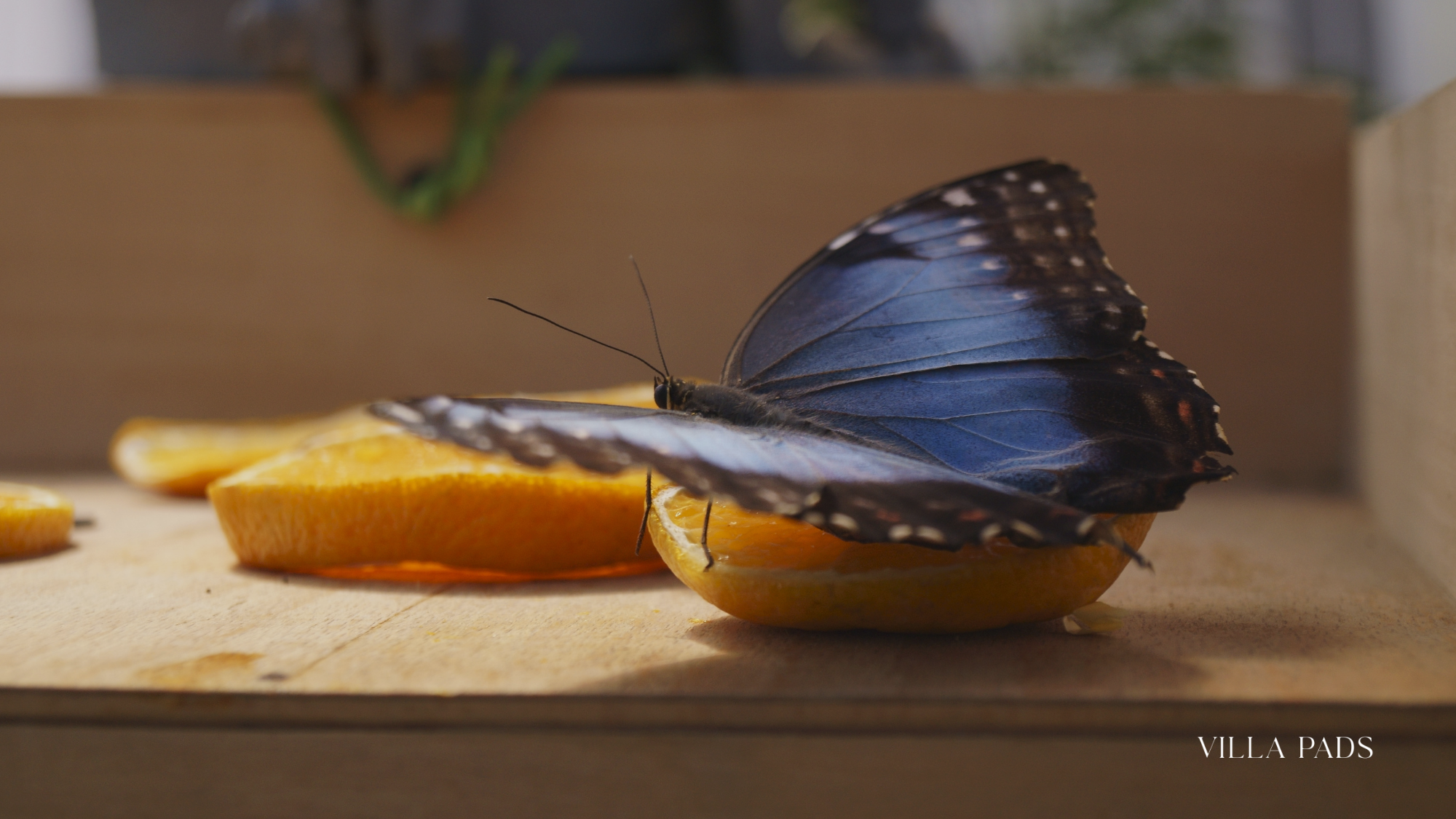 Rare Butterfly Exhibit