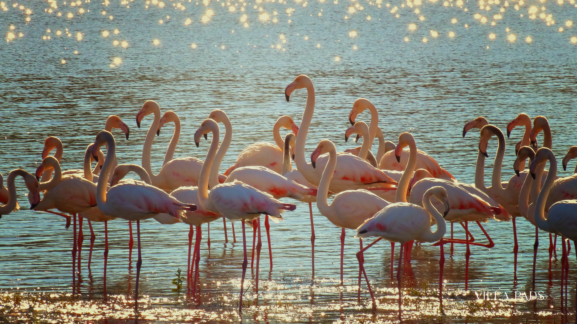 Turks Caicos Flamingo Pond Birdwatching