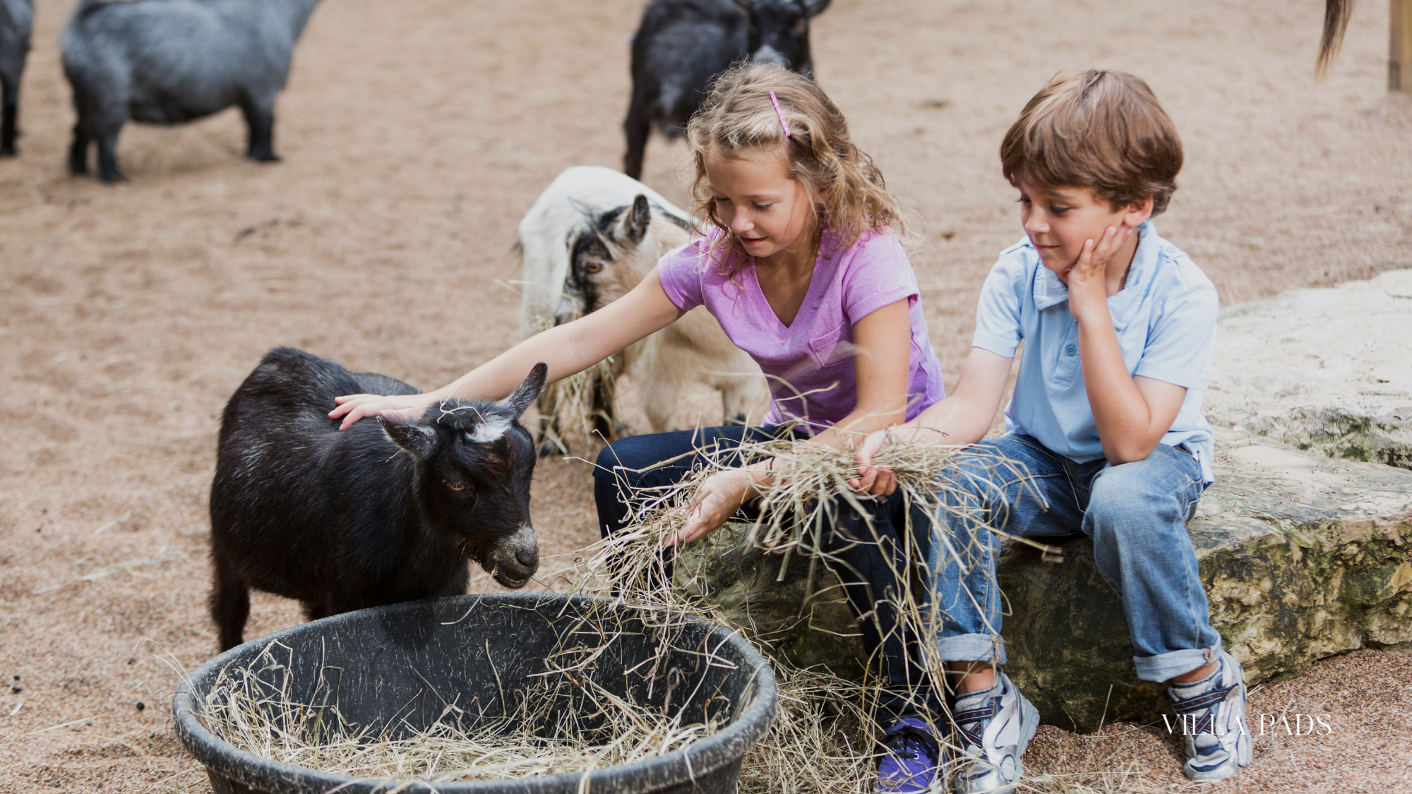 Miami Youth Fair Petting Zoo