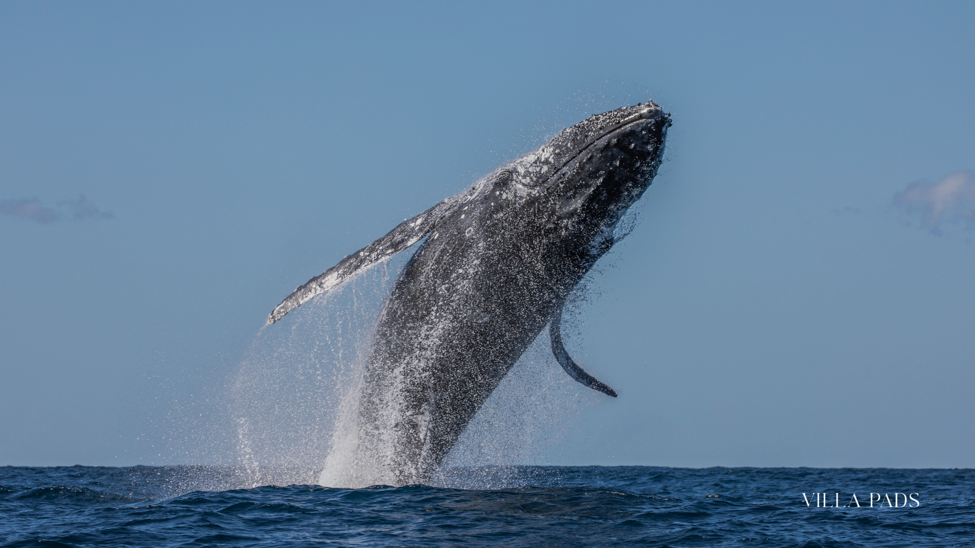 Tci Spring Whale Watching Salt Cay