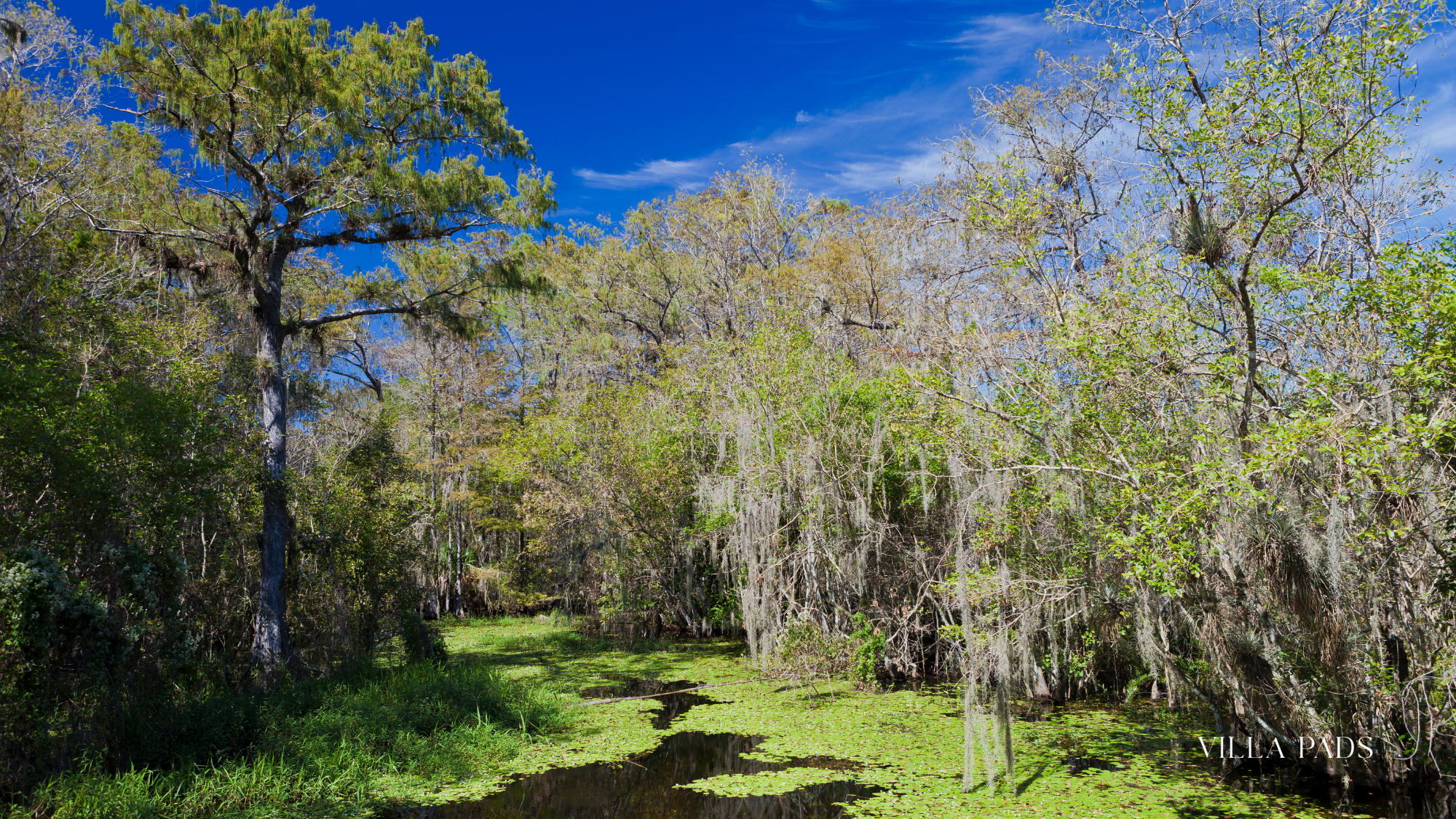 Big Cypress Swamp Wildlife