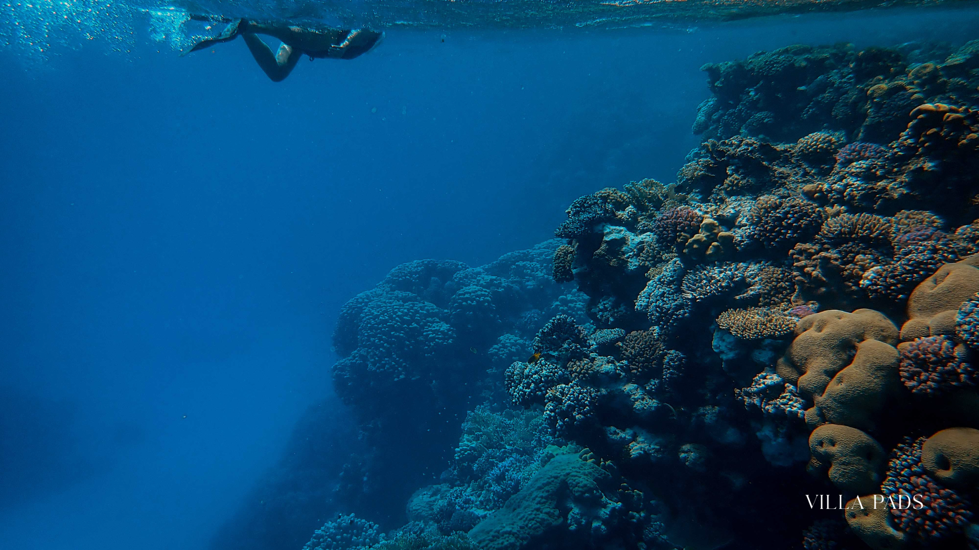 Scuba Diver At Coral Reef