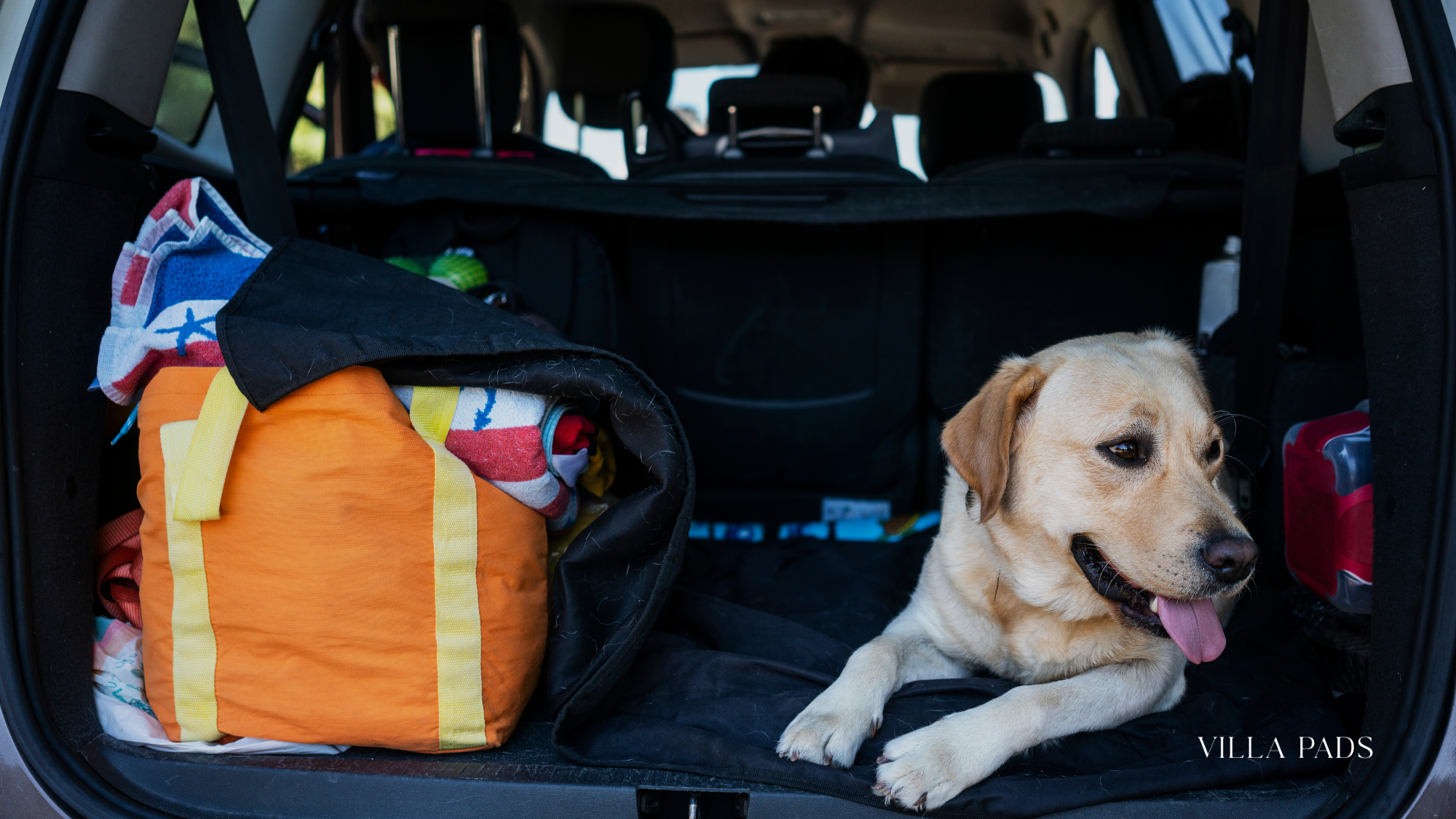 Traveling With Dogs Planning
