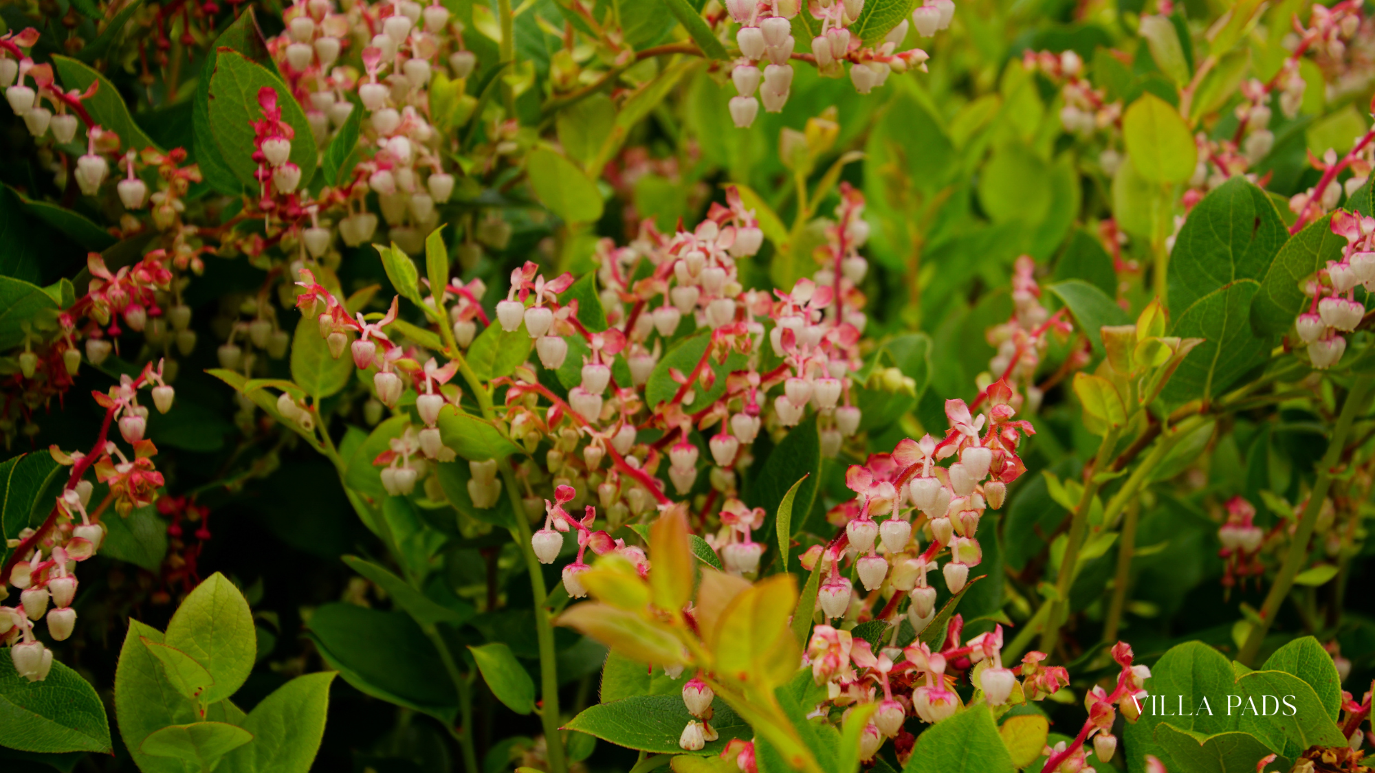 Coastal Wildscapes Native Butterfly Garden