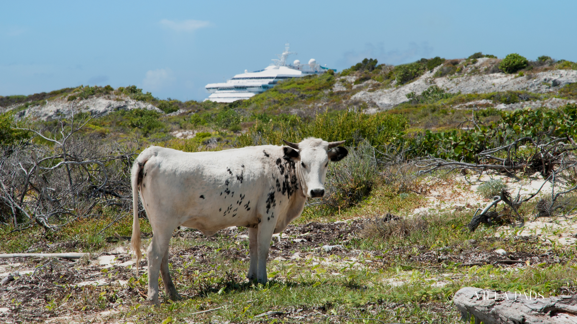 Wildlife Encounter Turks And Caicos