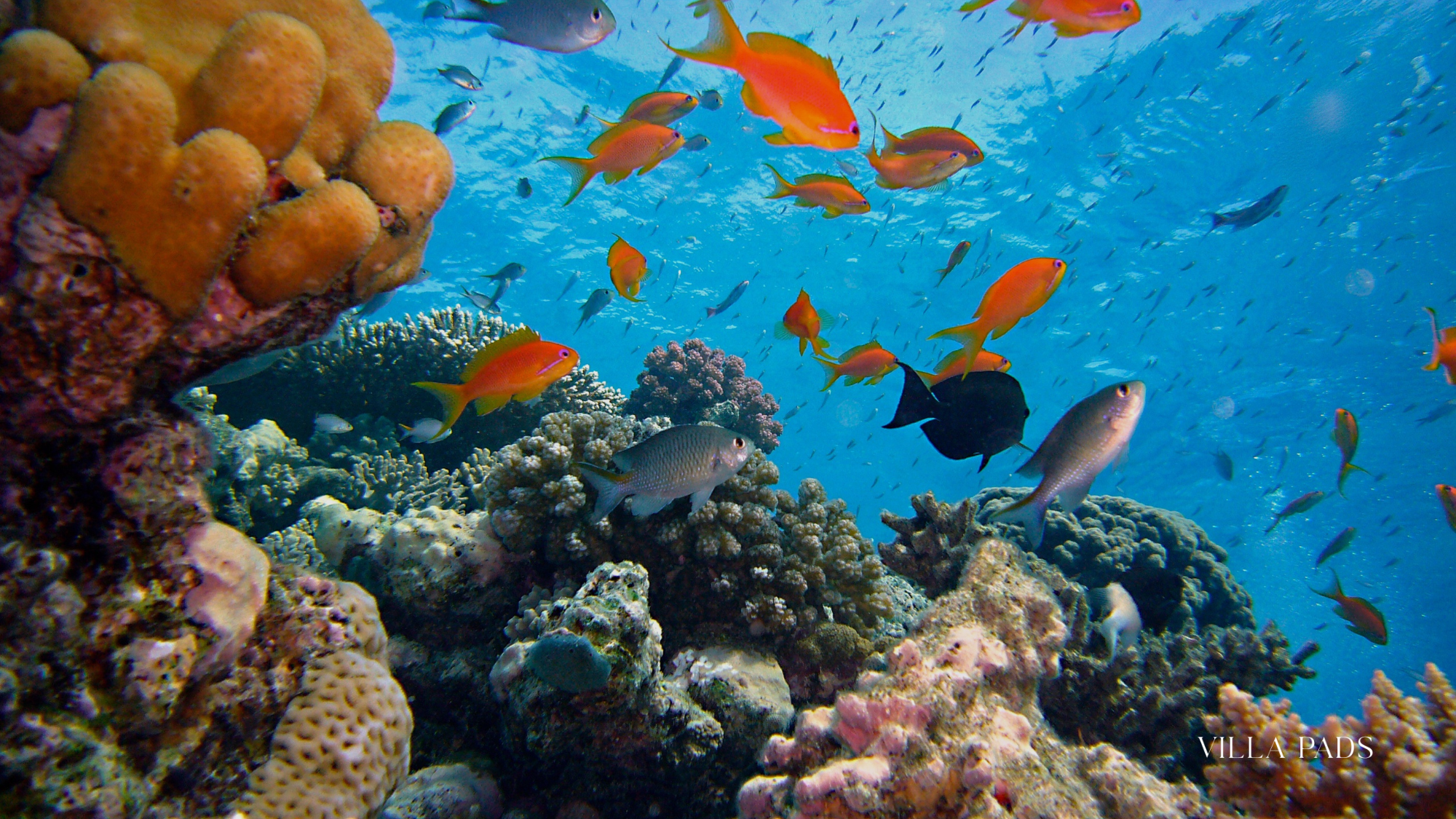 Grand Turk Wall Diving