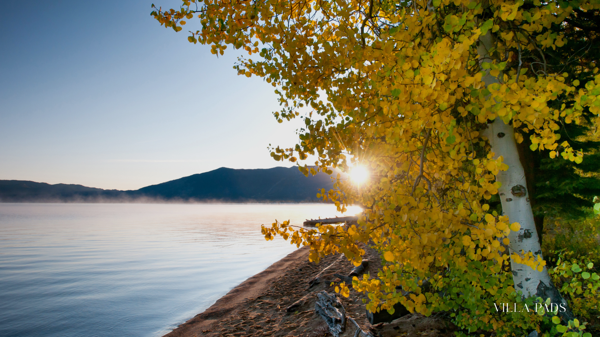 Fall Foliage Aspens Lake Tahoe Shoreline