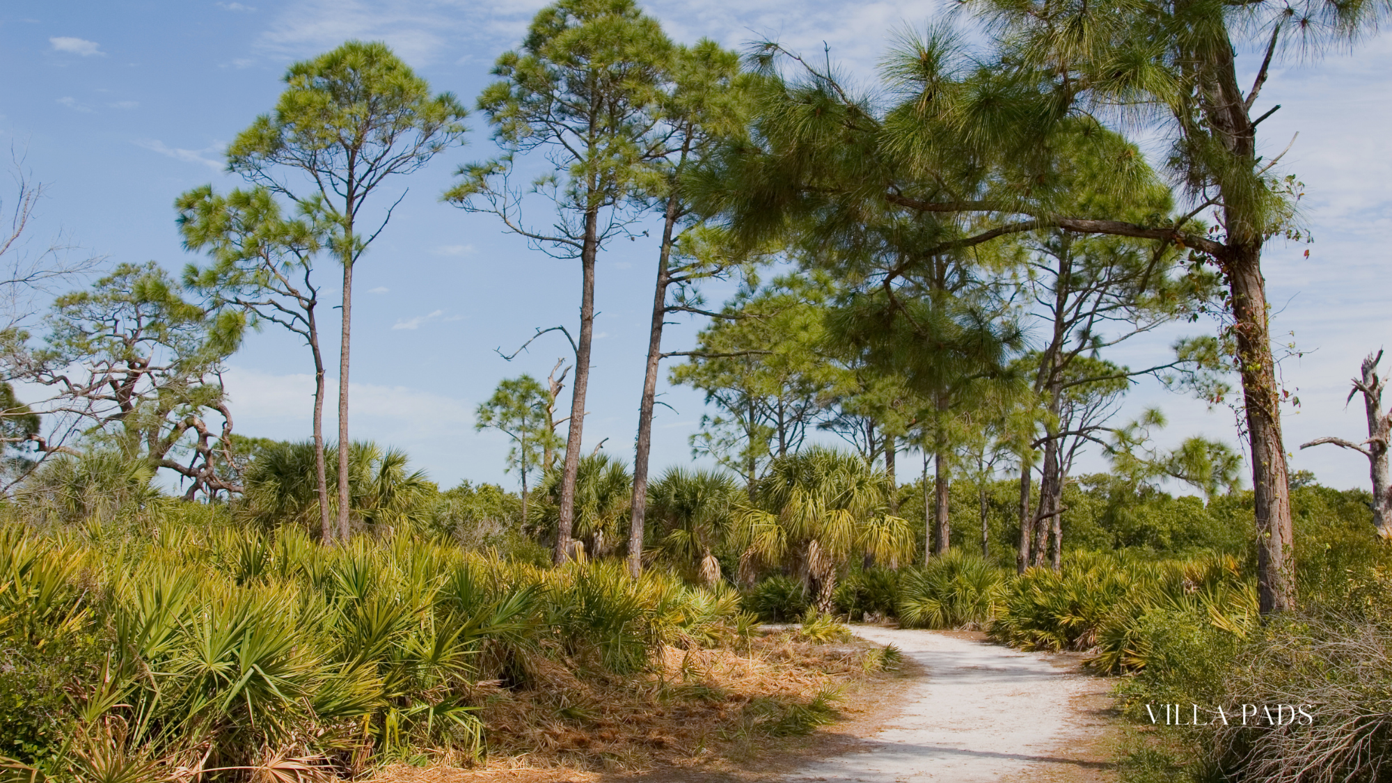 Caladesi Island Pristineshoreline