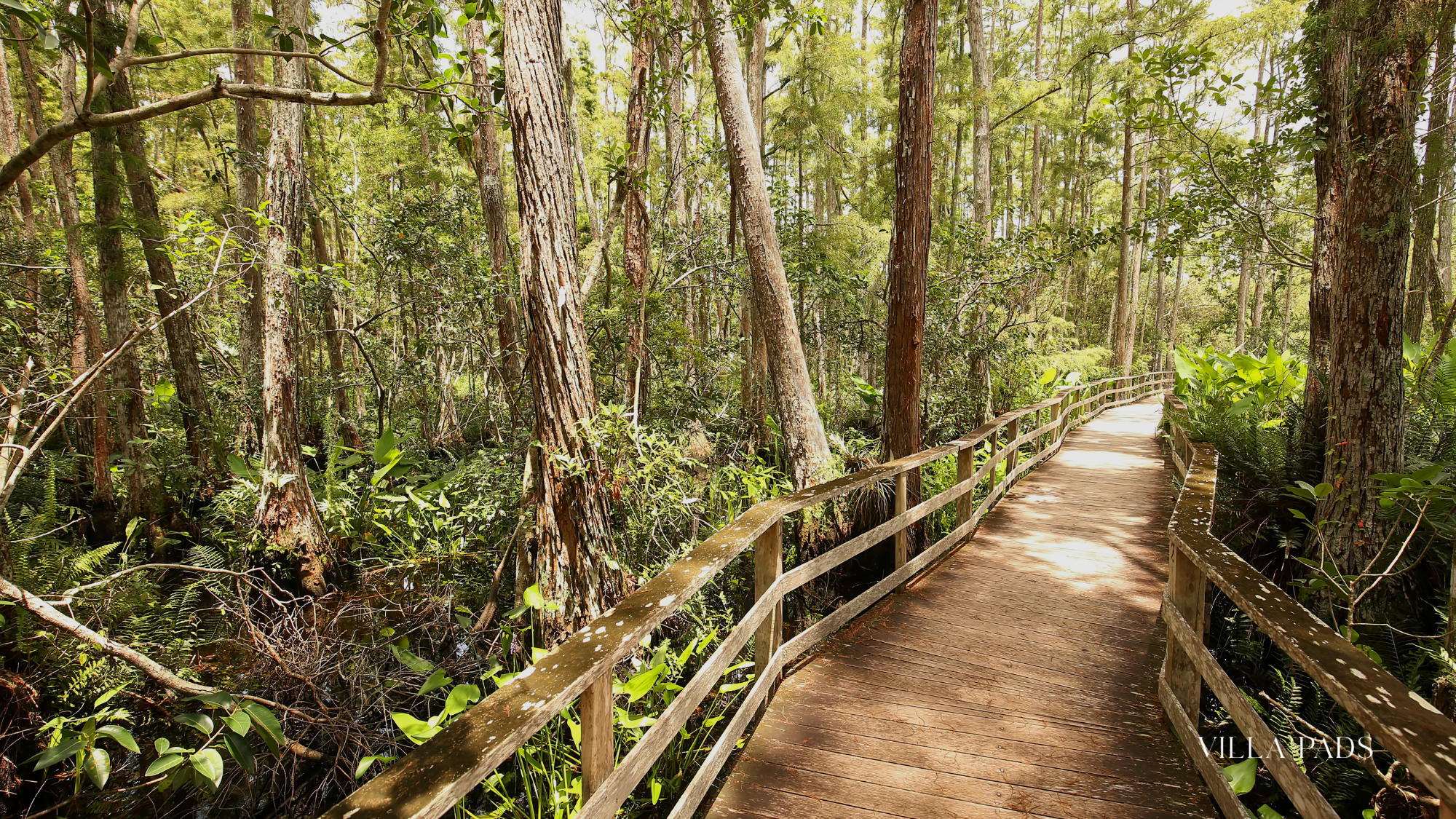 Corkscrew Swamp Nature Trail