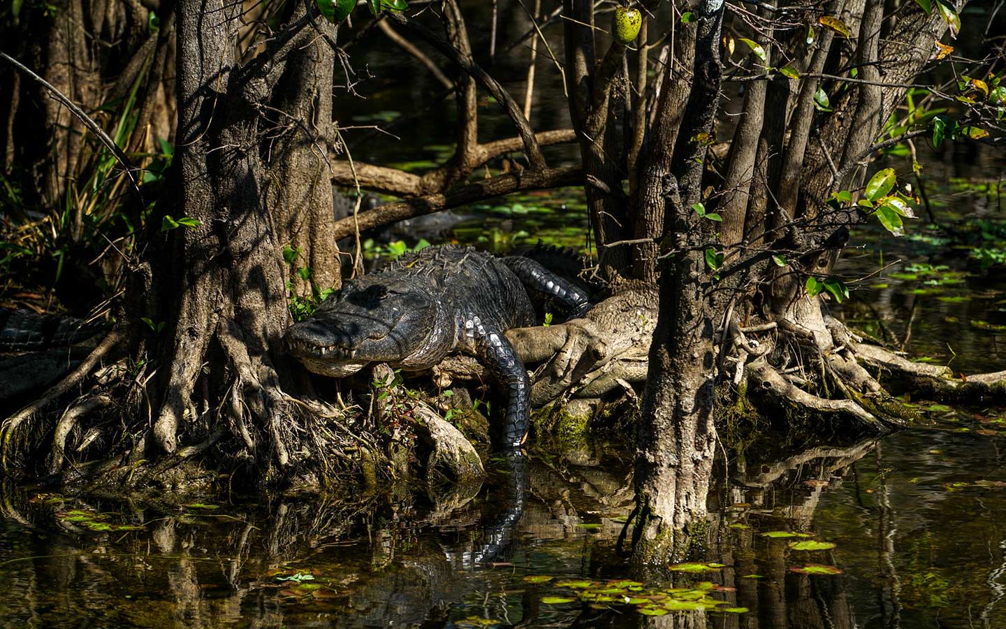 Big Cypress Swamp Wildlife