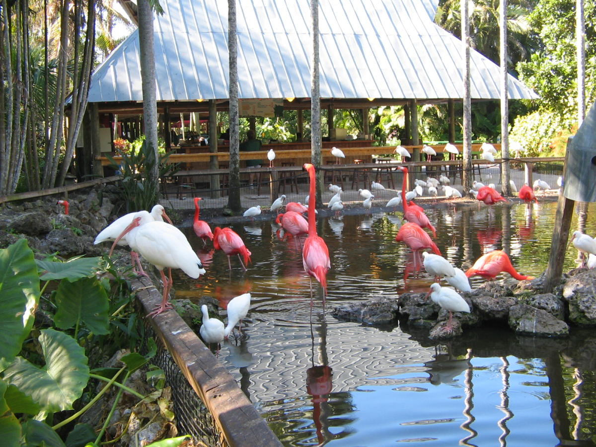 Flamingo Gardens Florida Wildlife