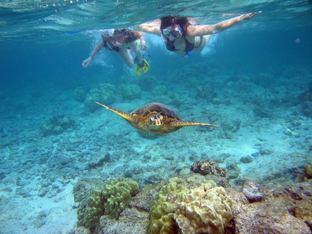 Pennekamp Reef Snorkeling Tour