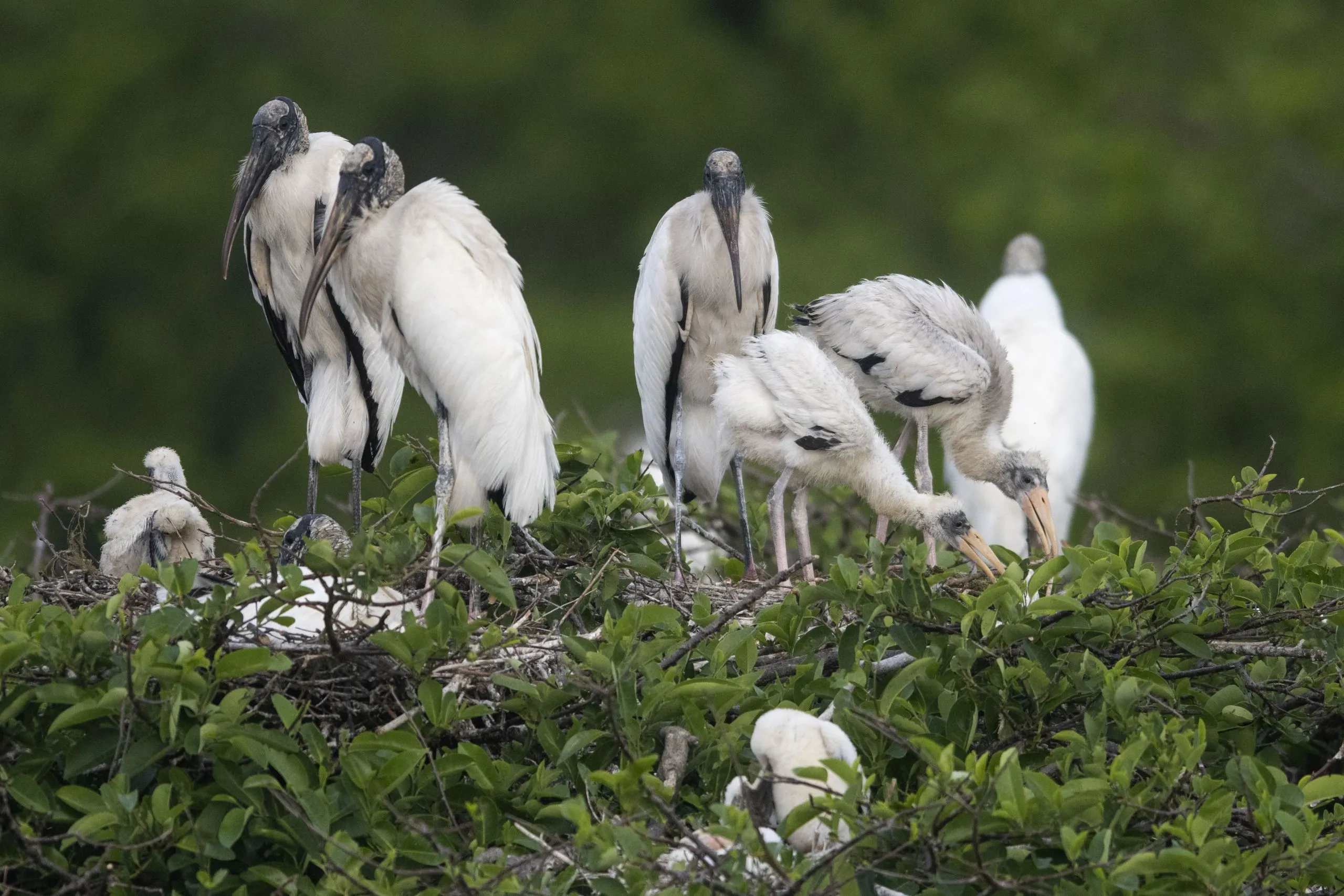 Wakodahatchee Birdwatching Spot