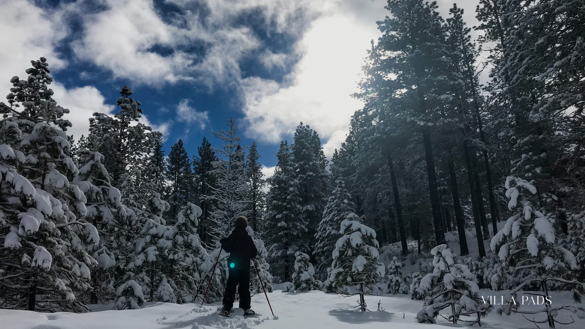 Snowshoeing Pine Forest Lake Tahoe