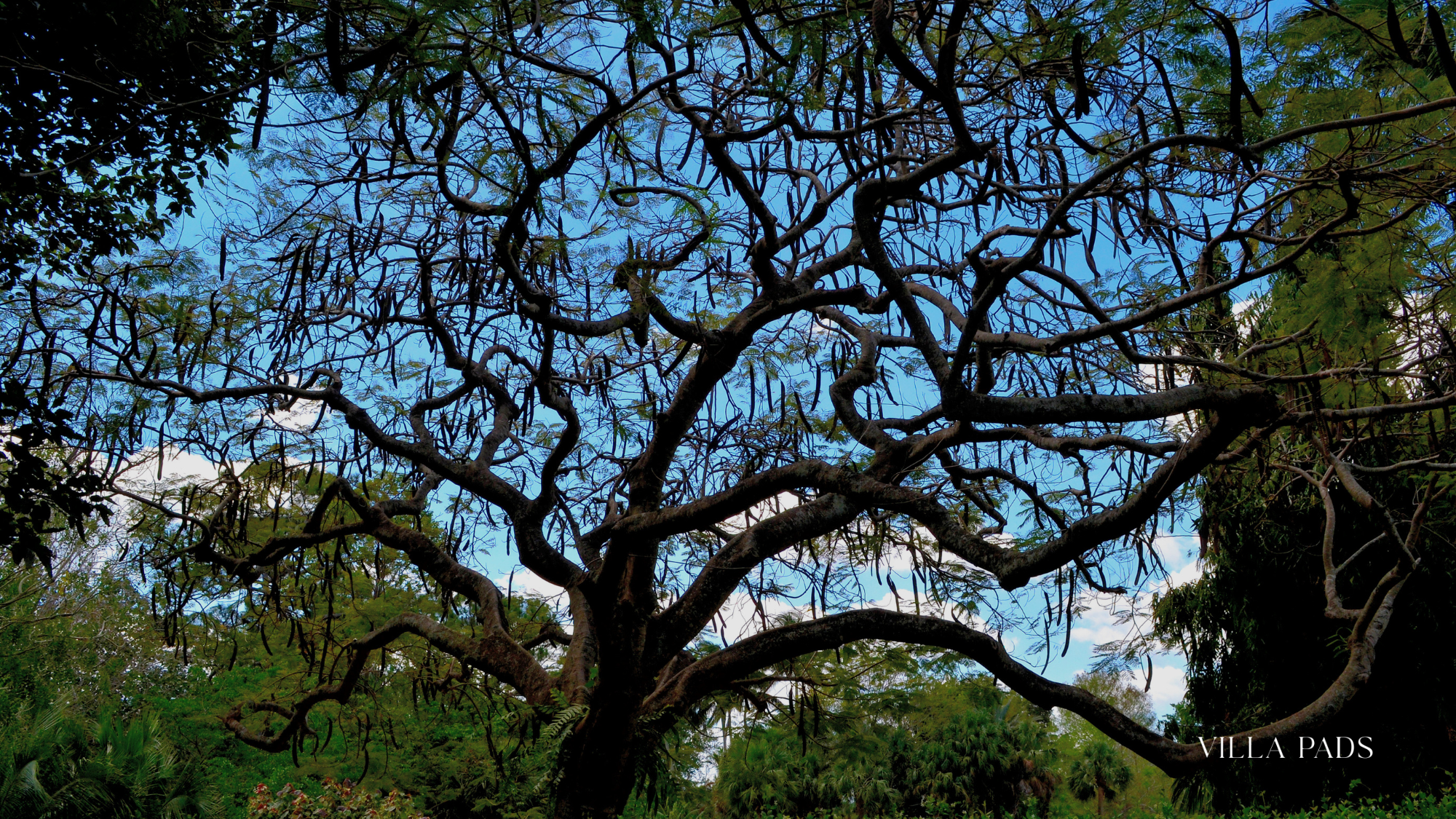 Mounts Botanical Garden West Palm