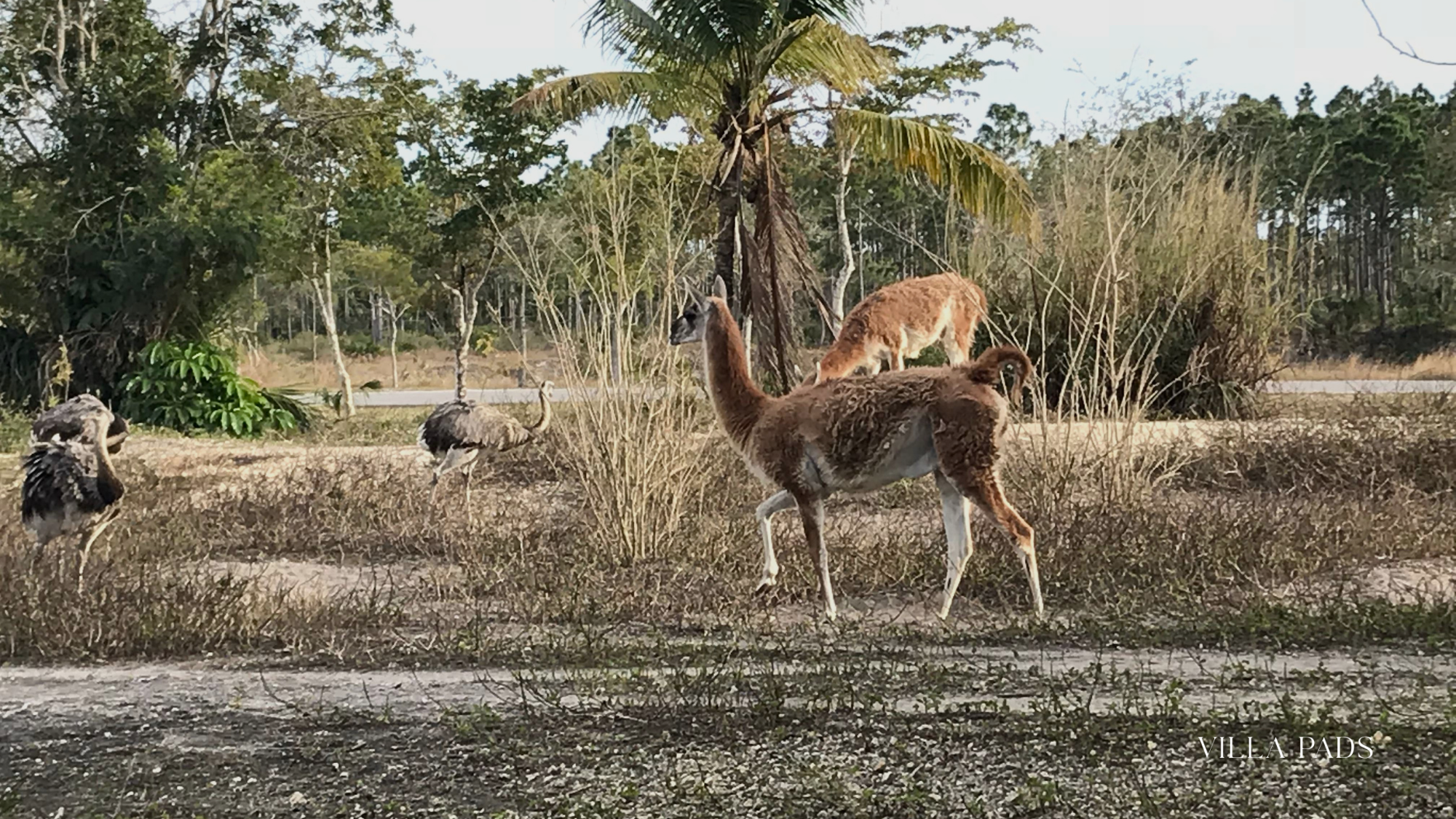 Zoo Miami Fall Visit