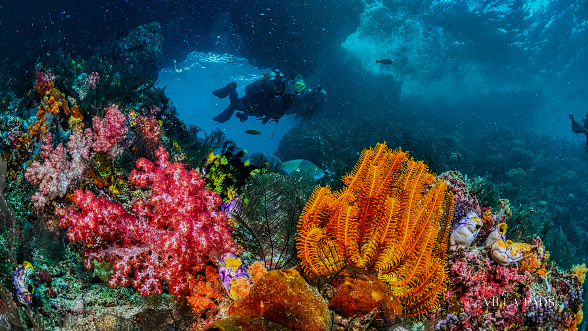 Coral Gardens Snorkeling Turks Caicos