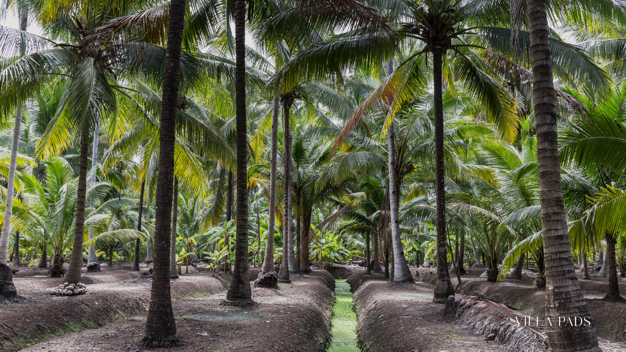 Kampong Tropical Path Coconut Grove