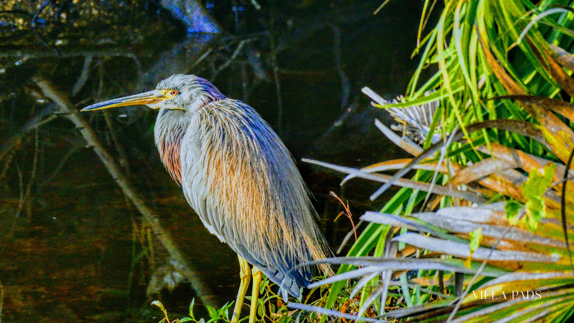Where To See Wildlife In South Florida