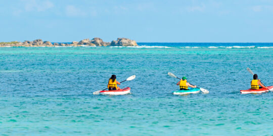 Grace Bay Mangrove Kayaking Wildlife