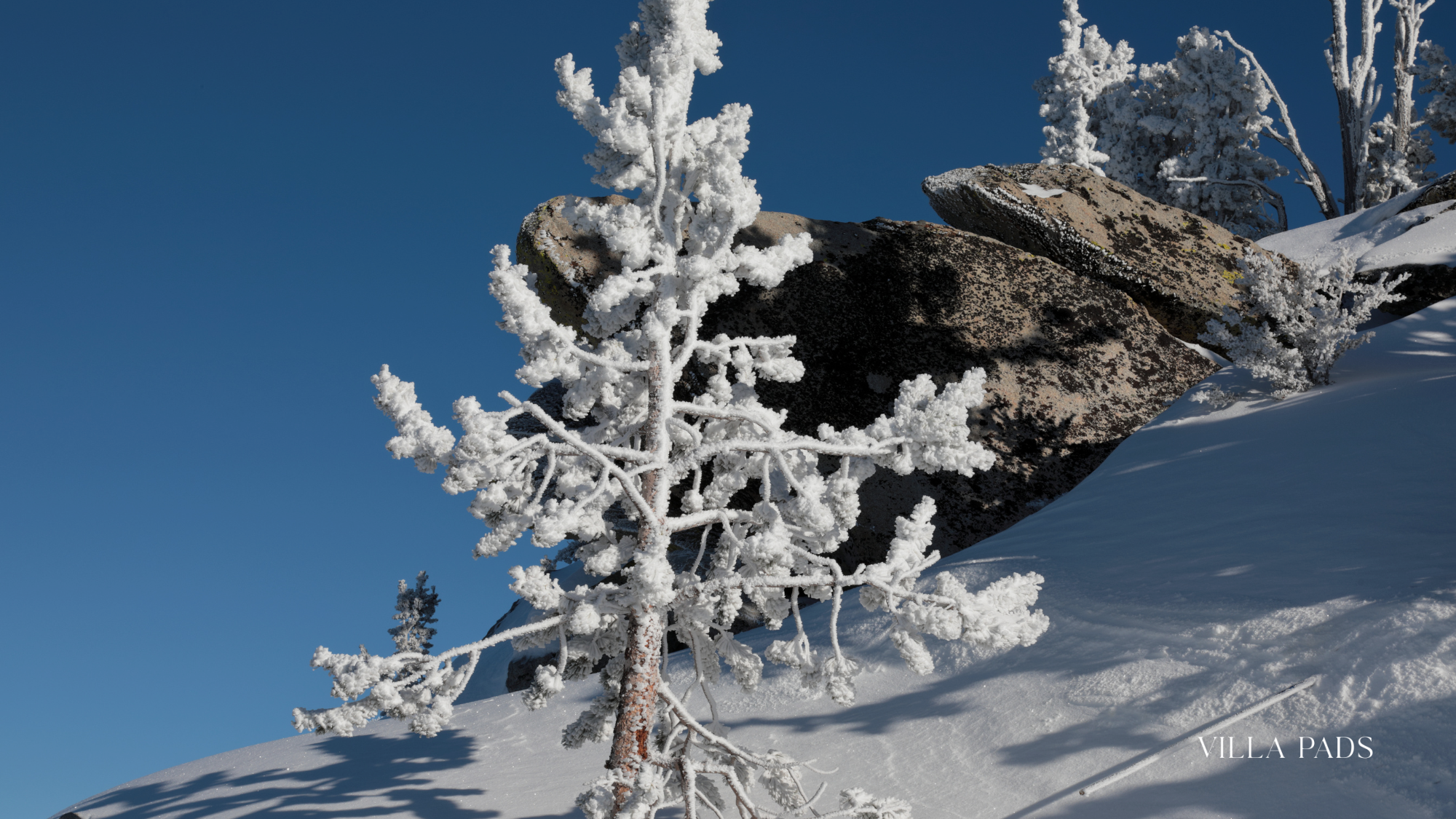 Heavenly Skiing Lake Tahoe Backdrop