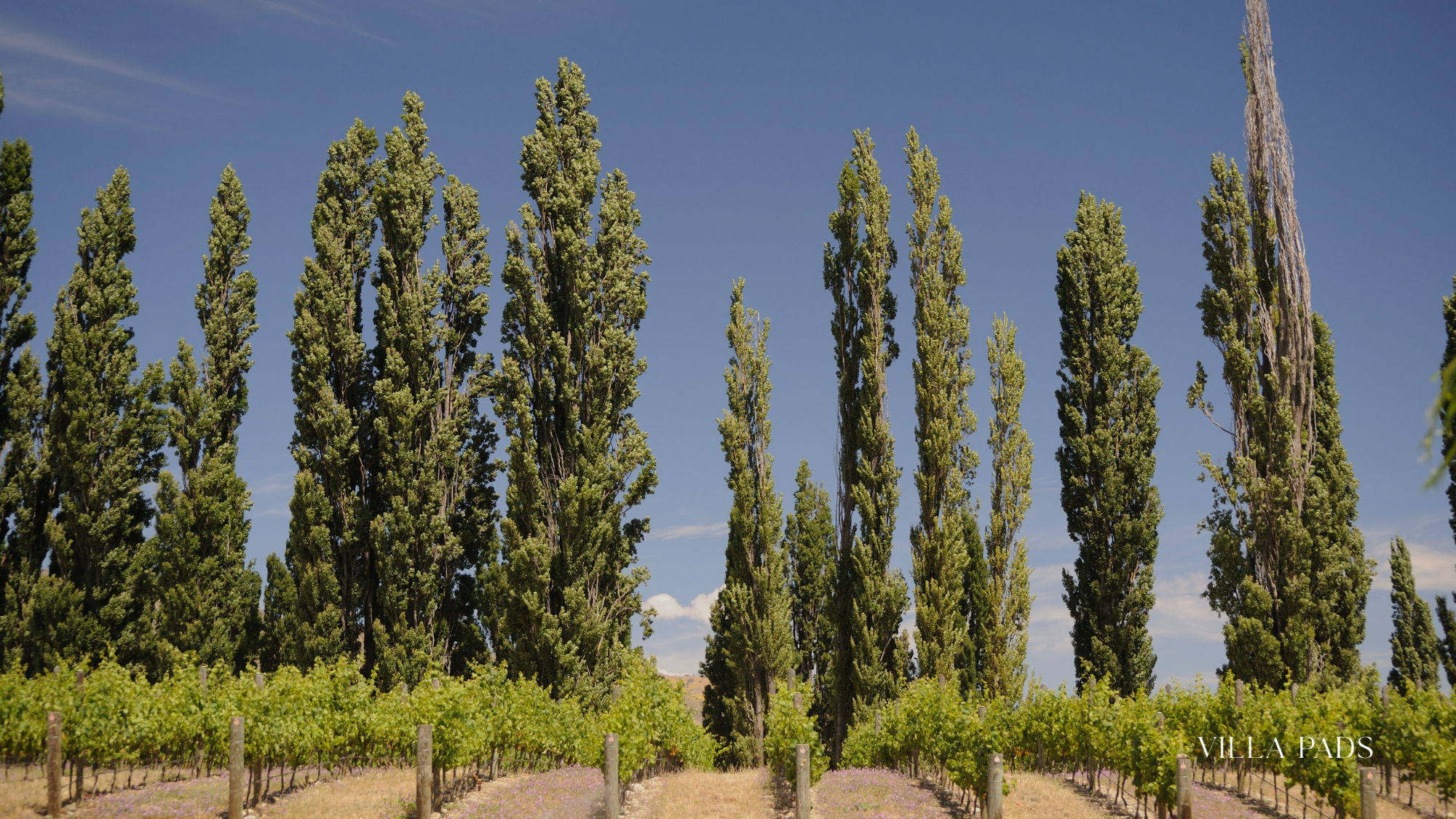 Central Otago Vineyards