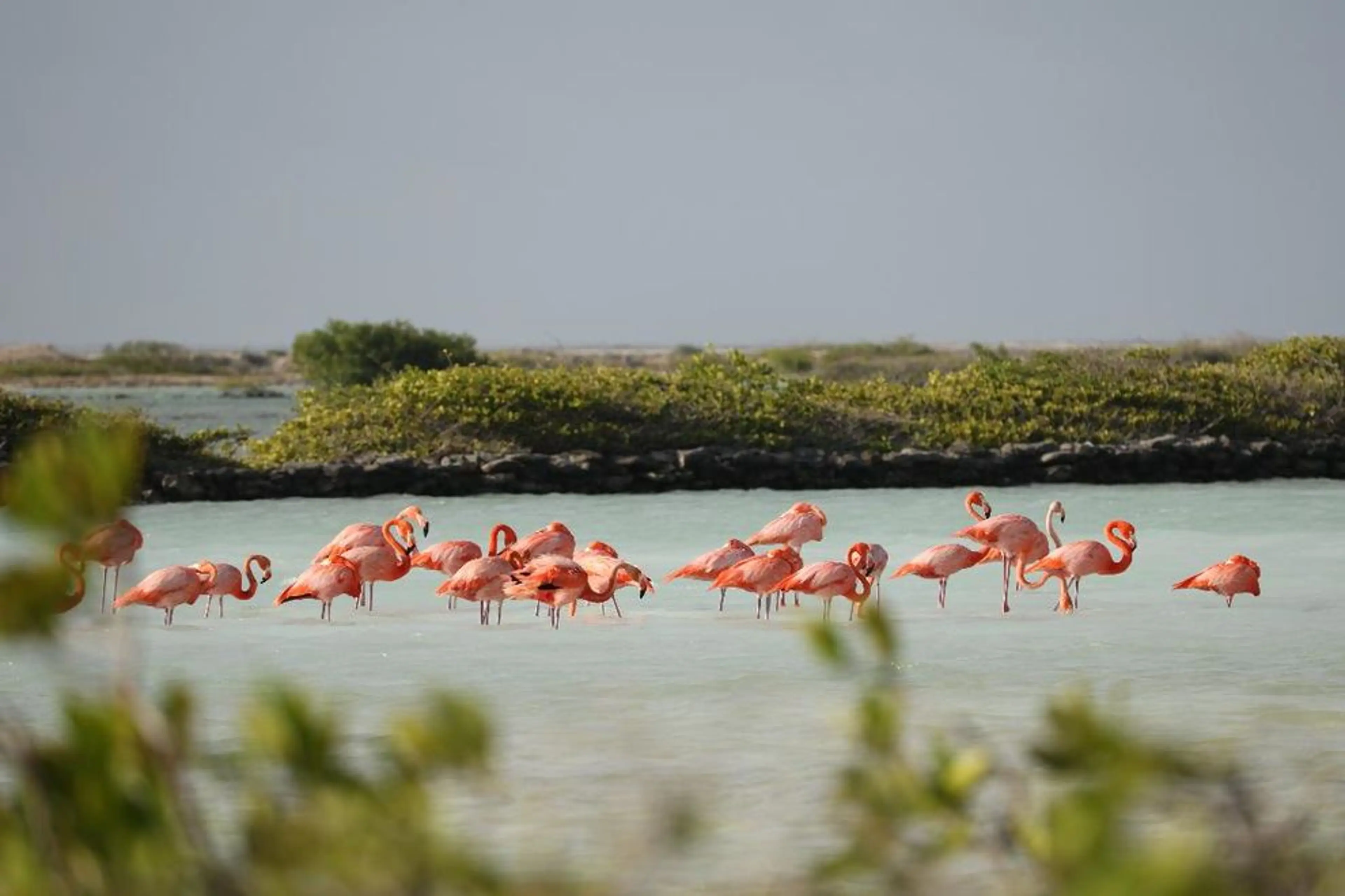 Everglades Wonder Gardens Flamingo Sanctuary