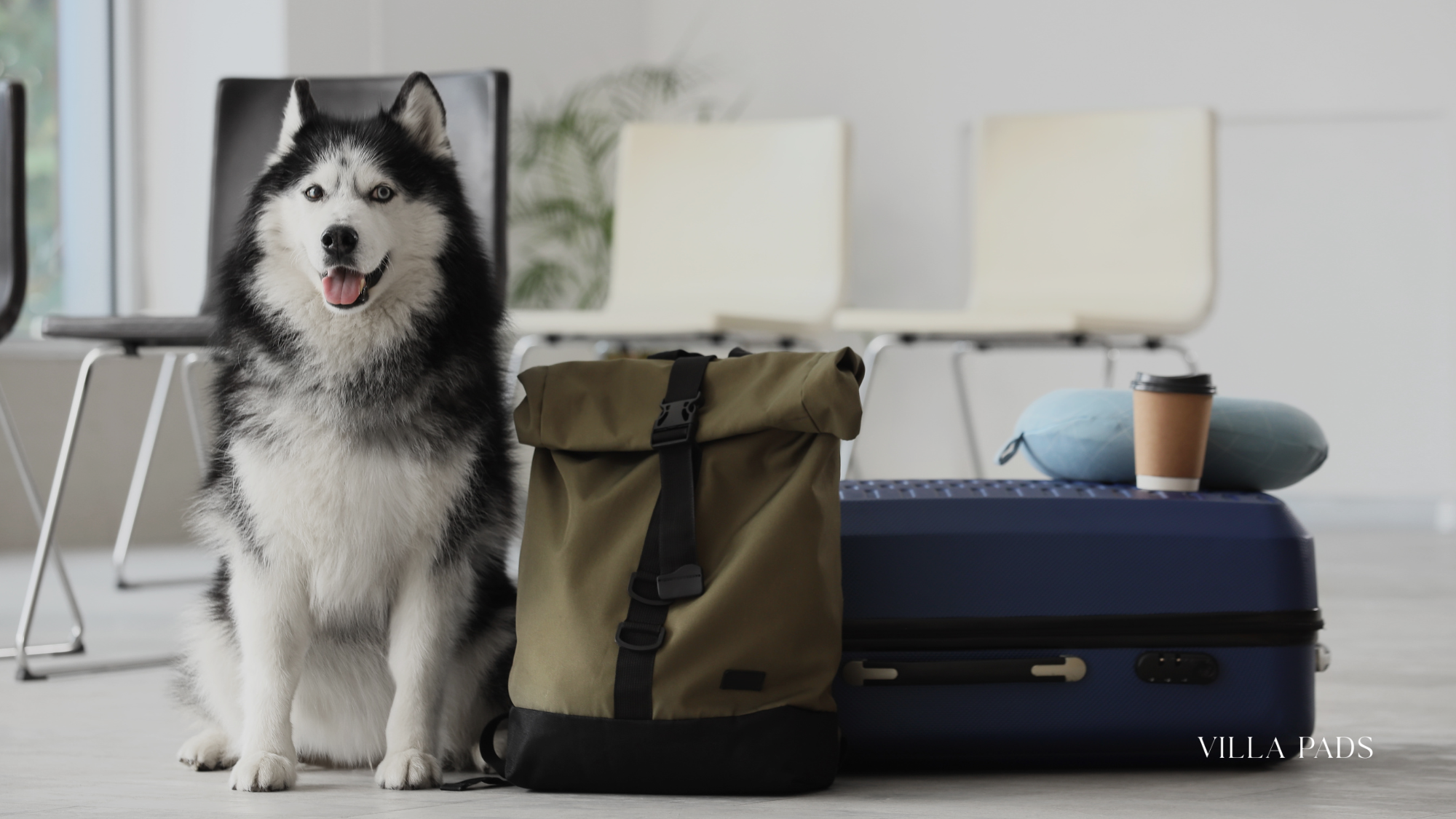 Travel With Pets Ibiza