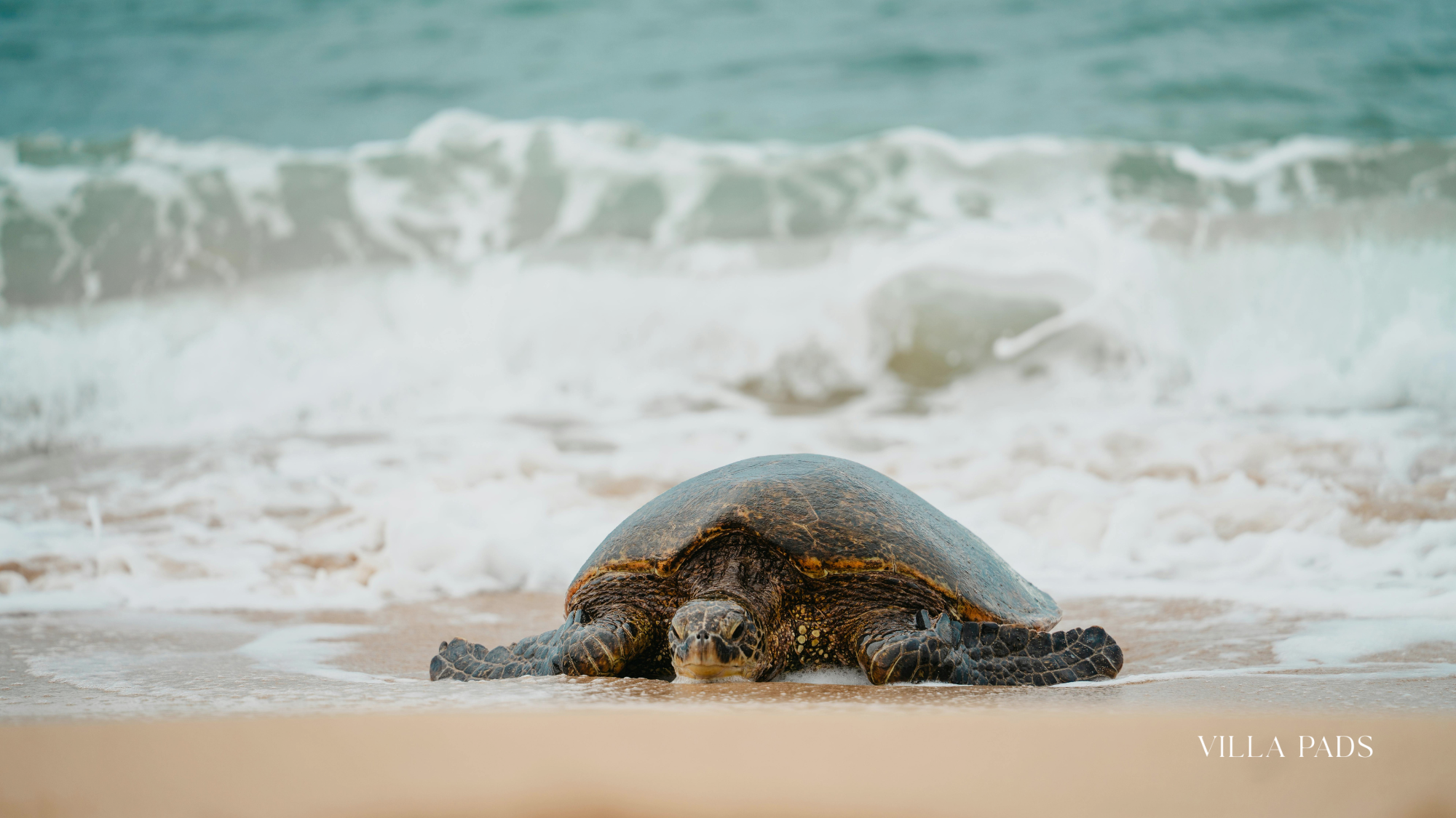 Juno Beach Turtle Watch
