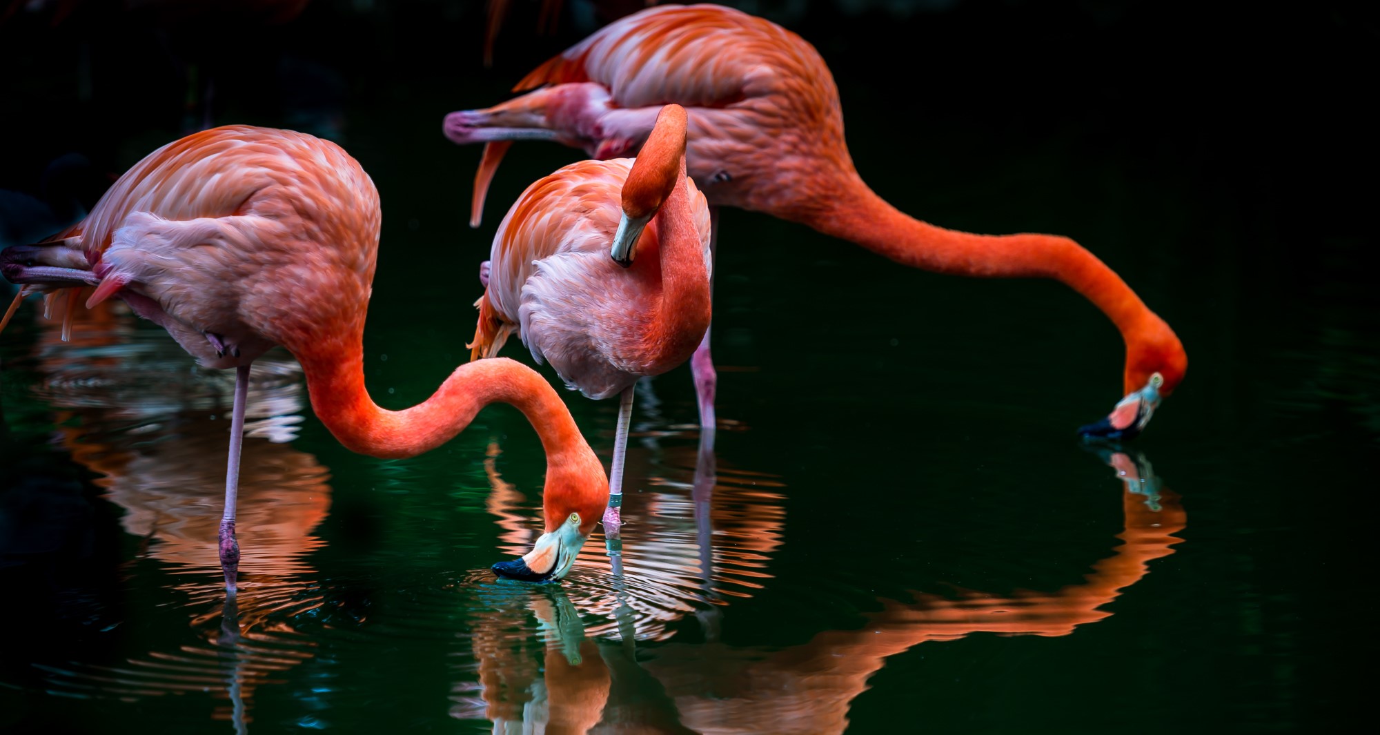 Flamingo Gardens Wildlife