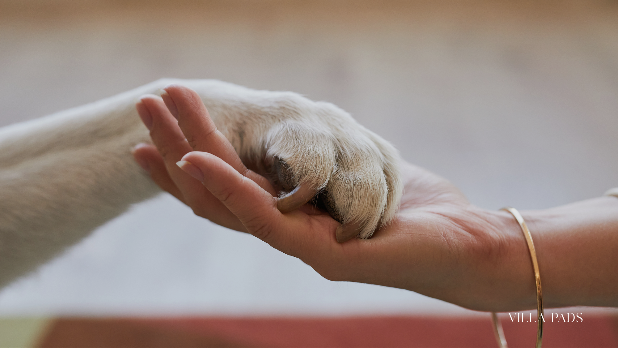 Pet Friendly Villa Rentals