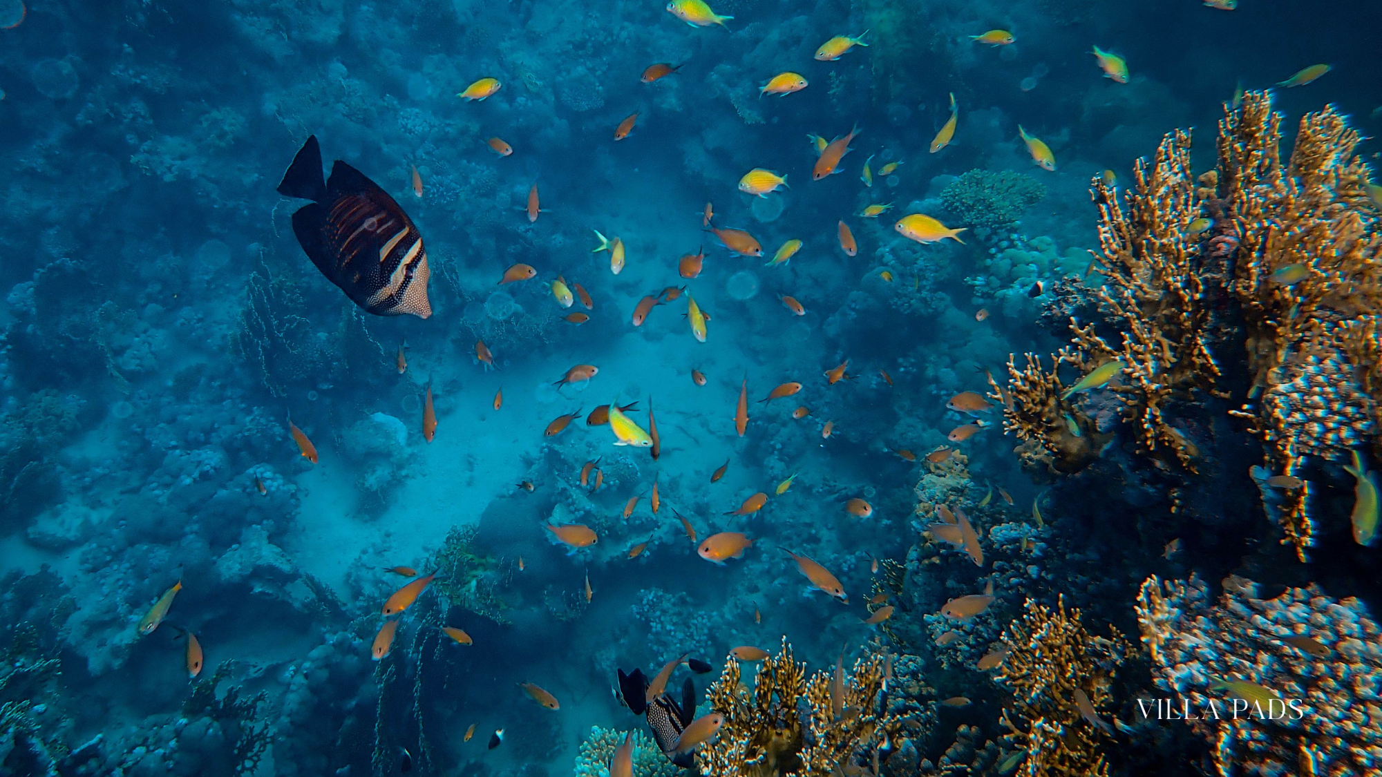 Diving On The Grace Bay Barrier Reef Providenciales